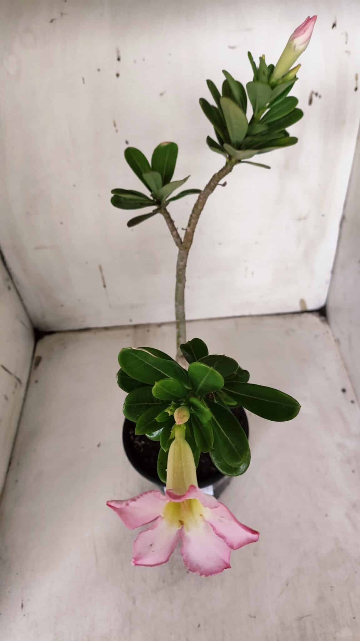 Planta Simples 2927 – 35cm – 03 anos