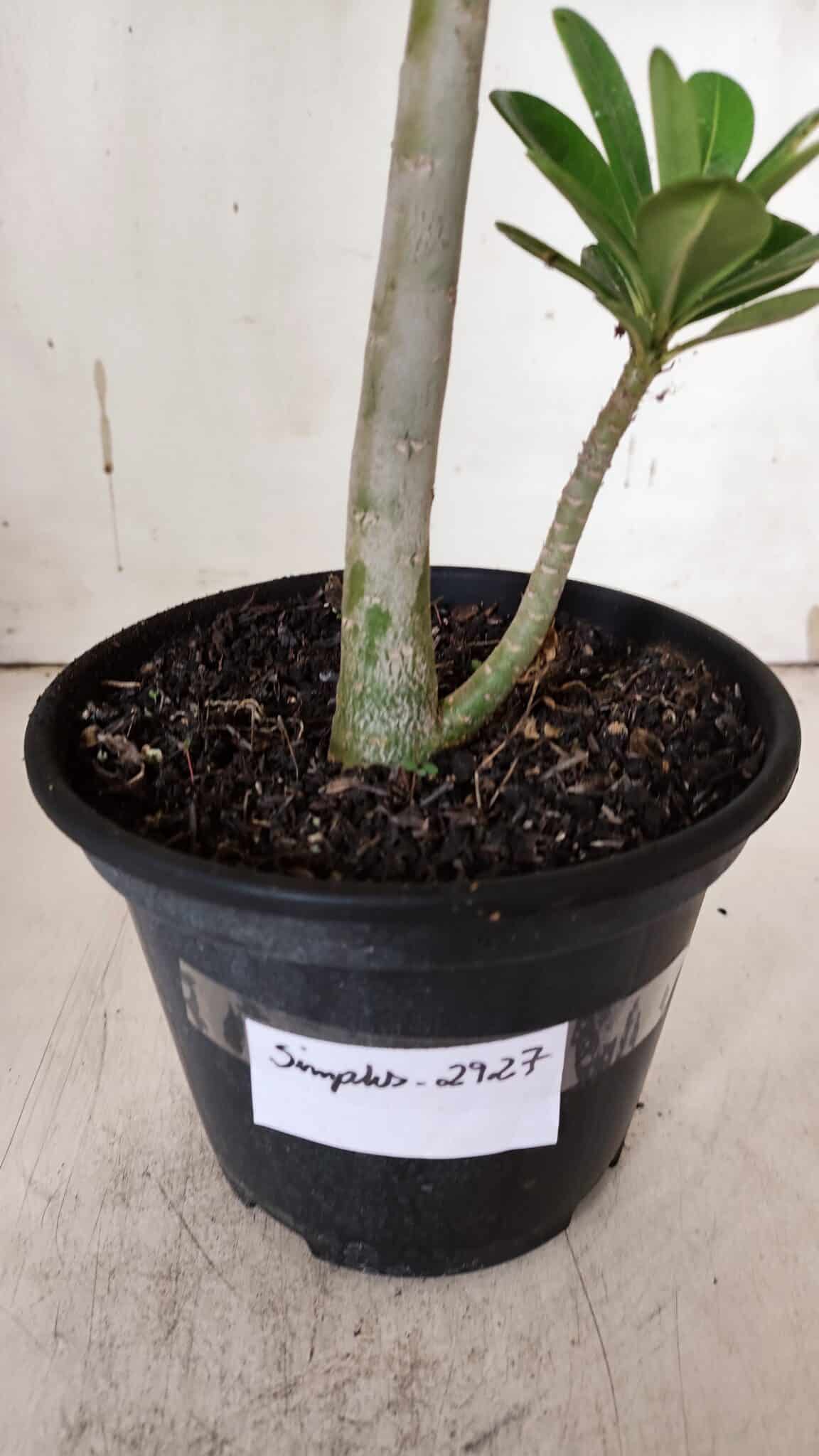 Planta Simples 2927 – 35cm – 03 anos