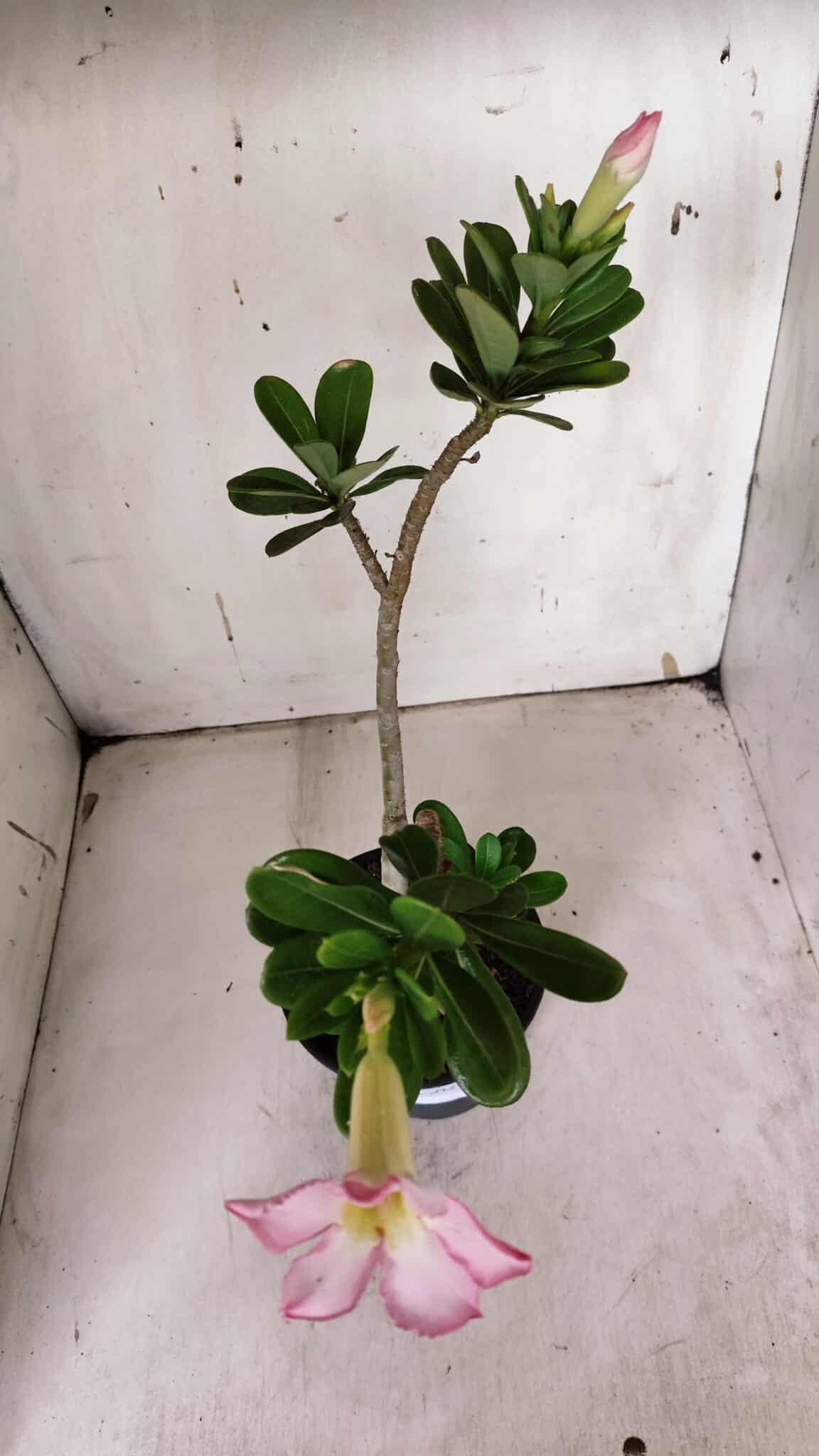 Planta Simples 2927 – 35cm – 03 anos