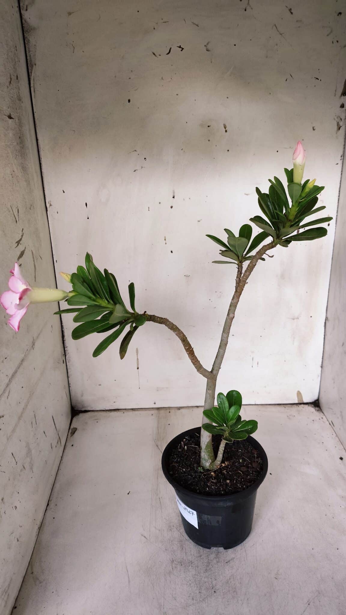 Planta Simples 2927 – 35cm – 03 anos