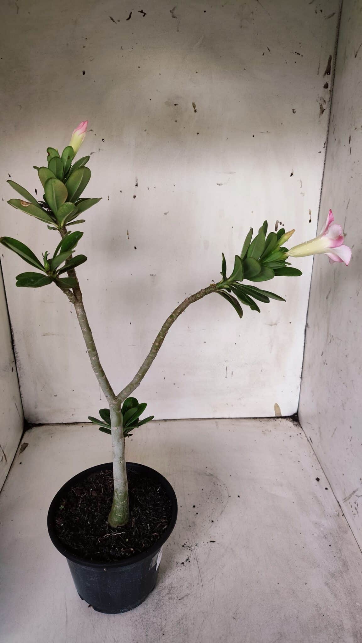 Planta Simples 2927 – 35cm – 03 anos
