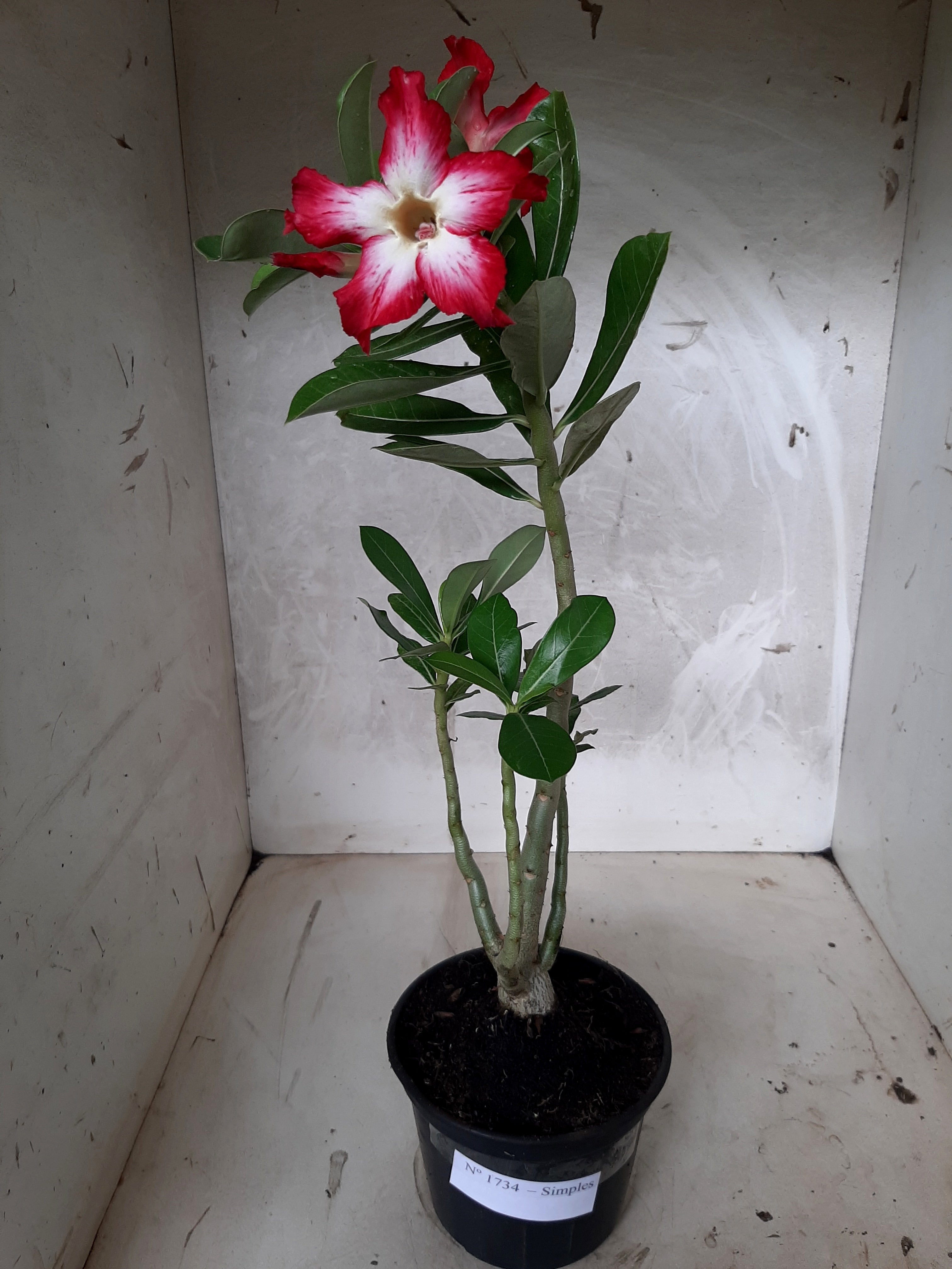 Planta Simples 1734  – 30cm – 02 anos