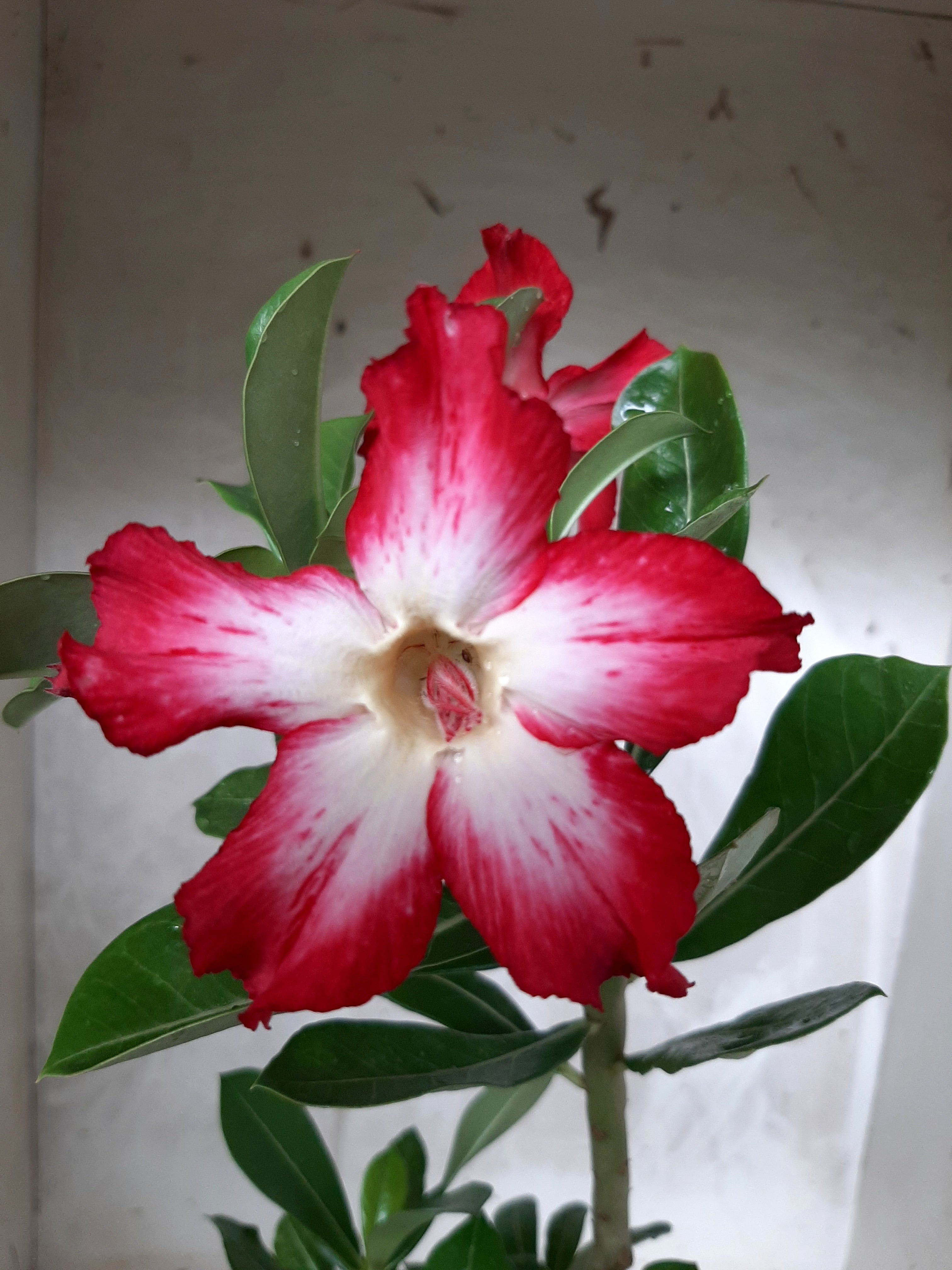 Planta Simples 1734  – 30cm – 02 anos