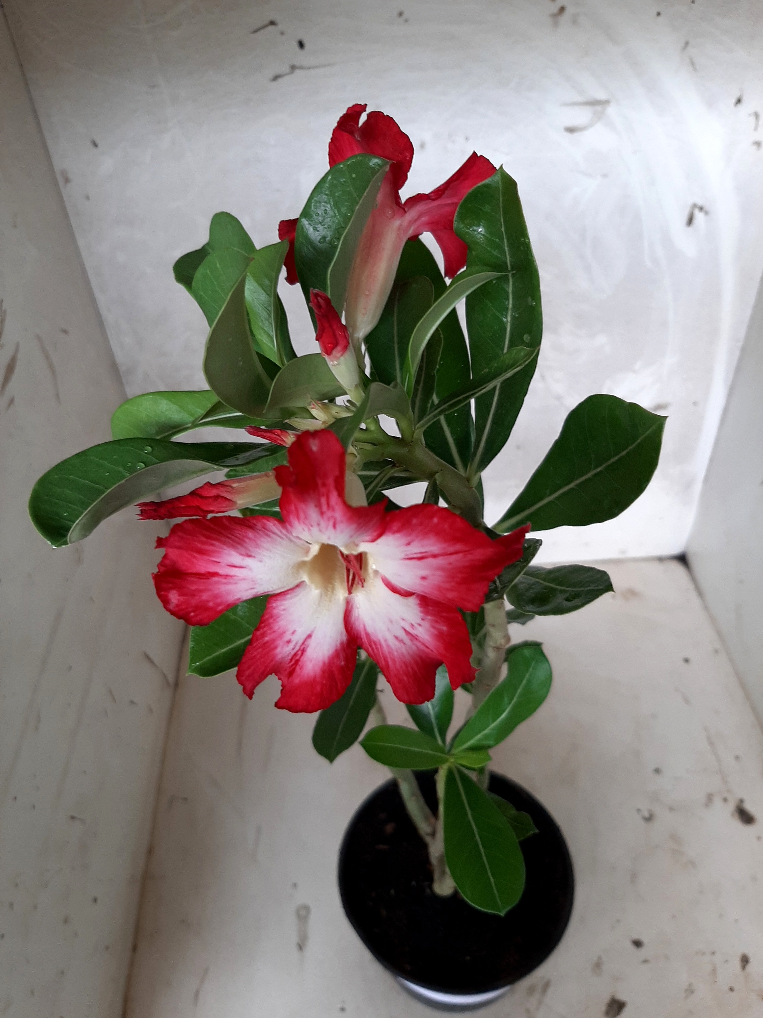 Planta Simples 1734  – 30cm – 02 anos
