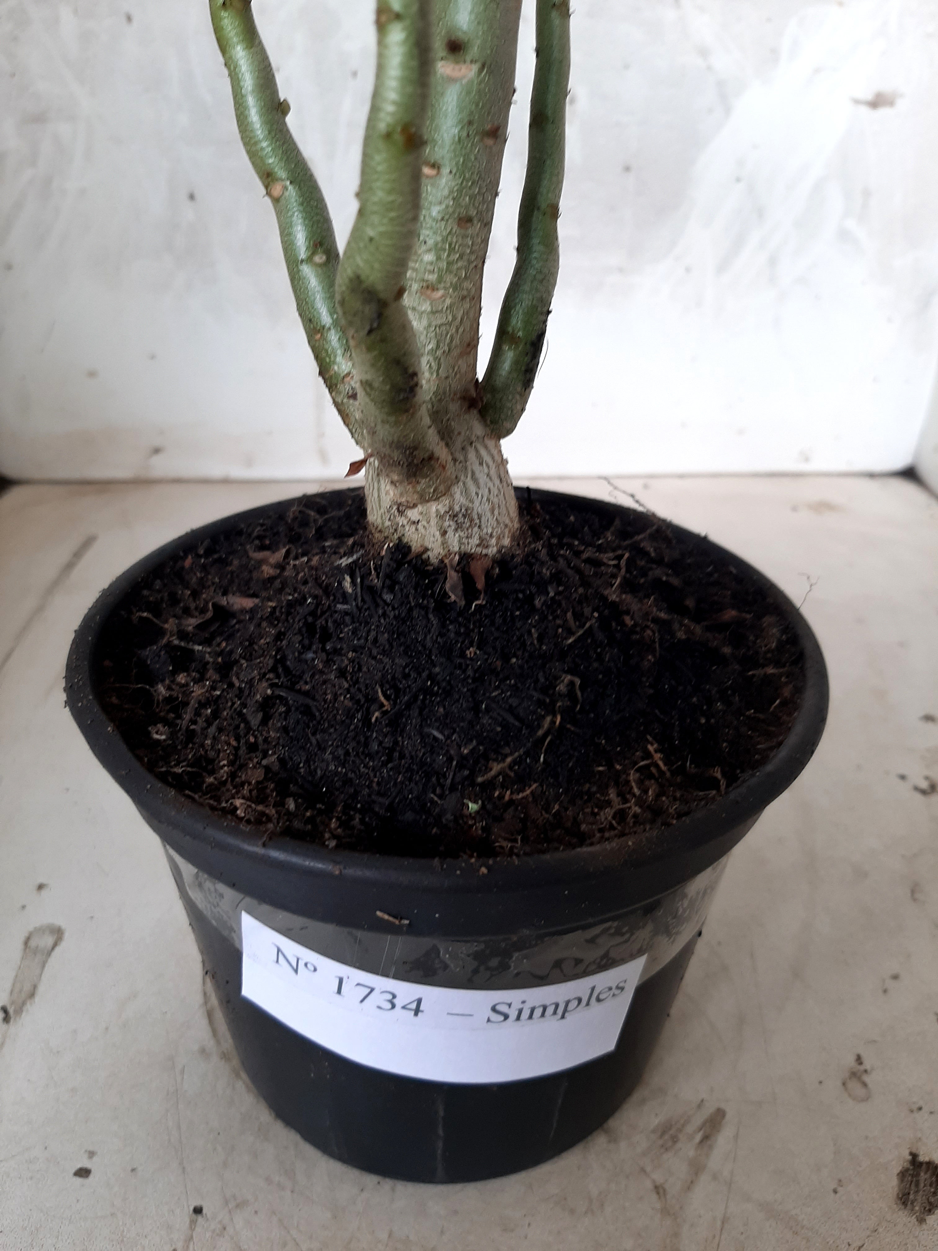 Planta Simples 1734  – 30cm – 02 anos