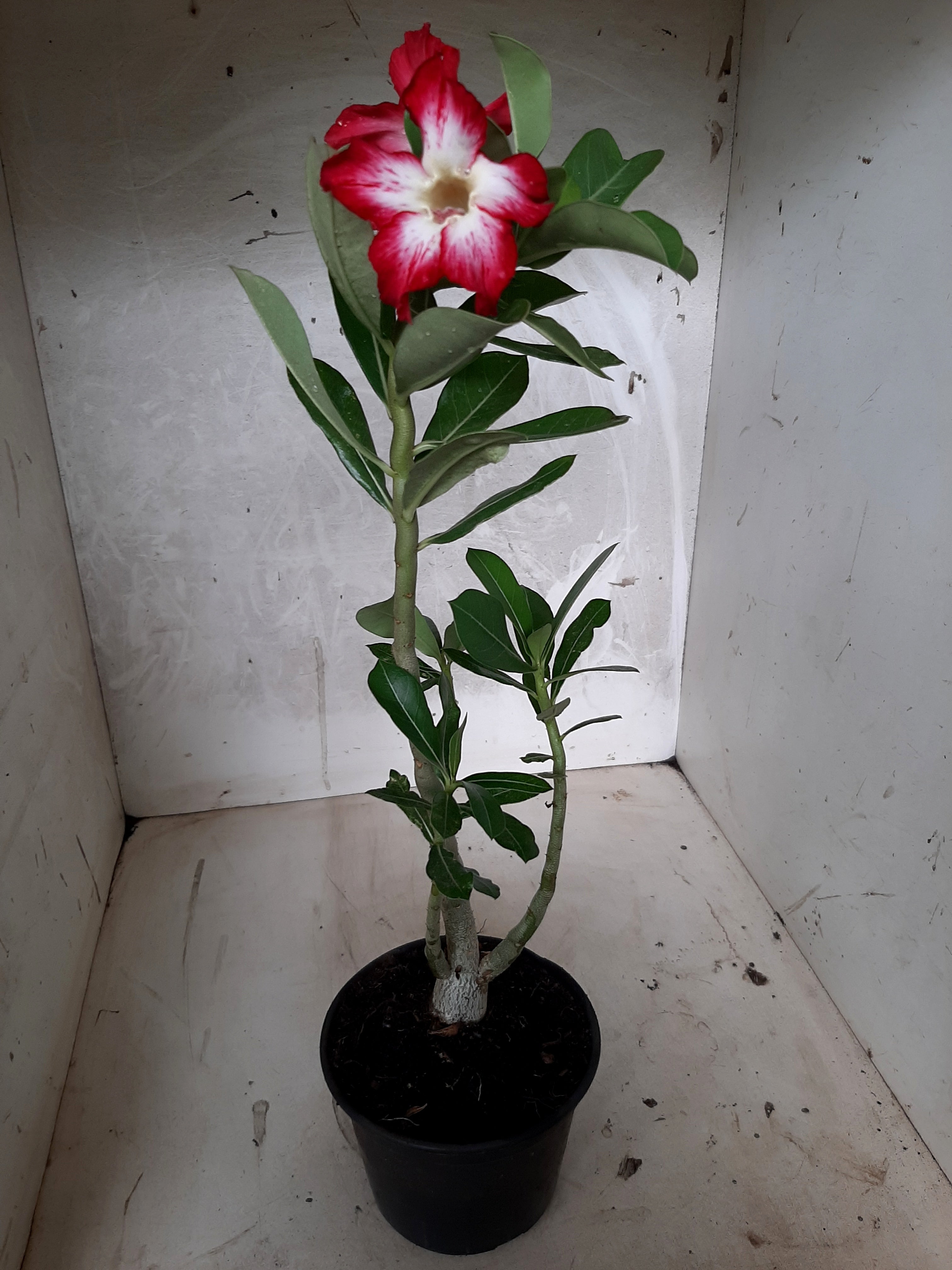 Planta Simples 1734  – 30cm – 02 anos