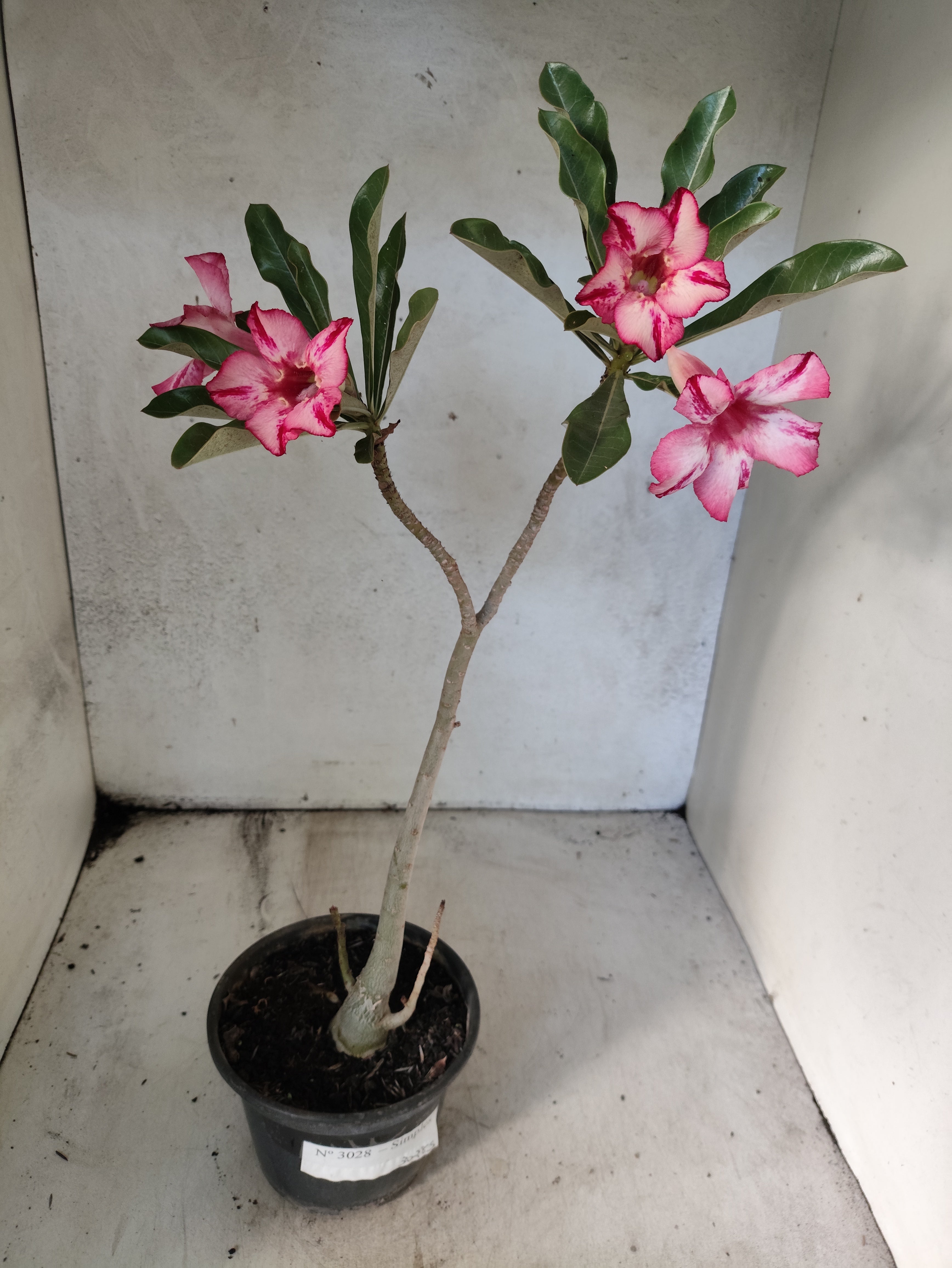Planta Simples 3028 – 30cm – 03 anos