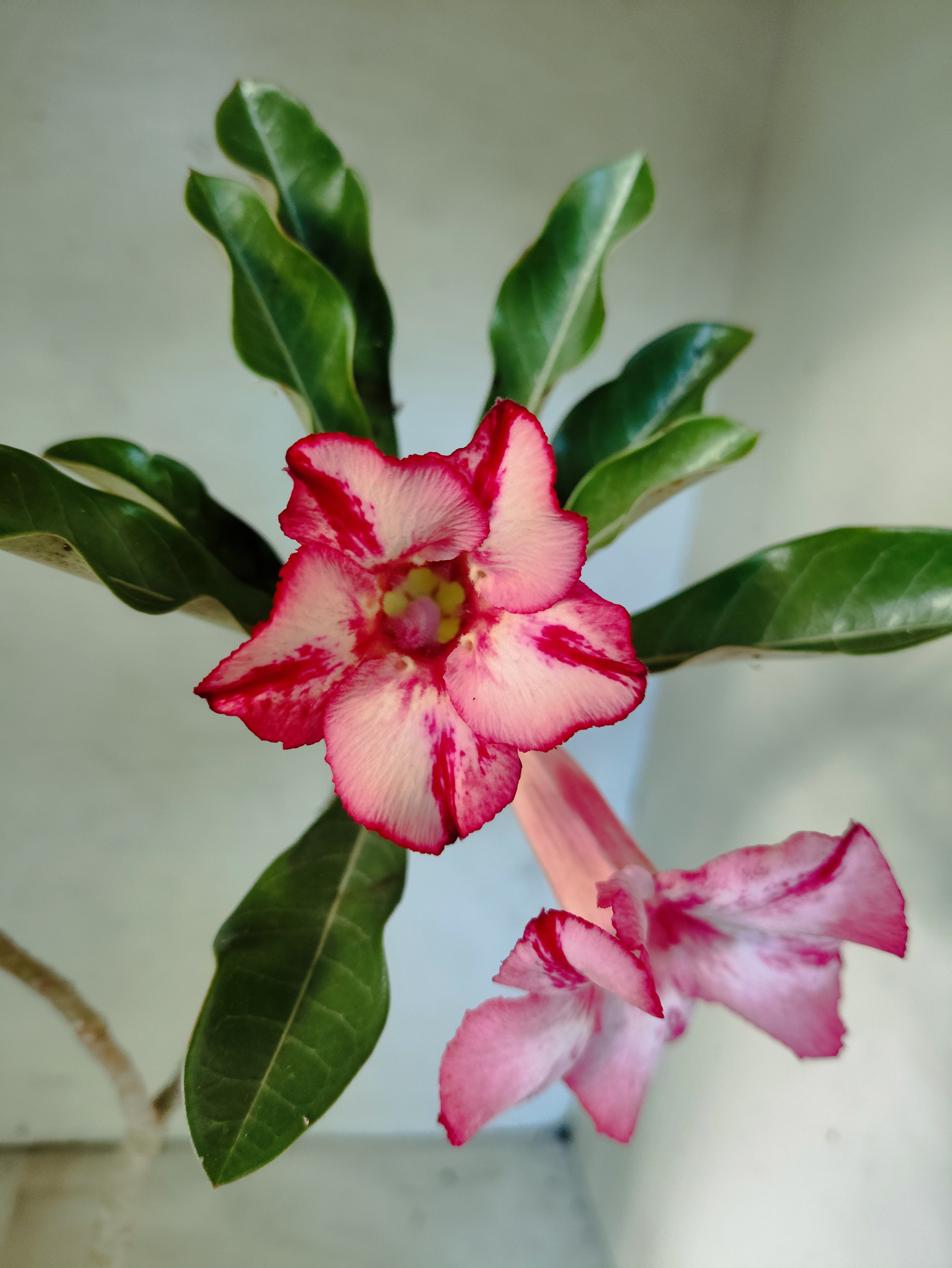 Planta Simples 3028 – 30cm – 03 anos