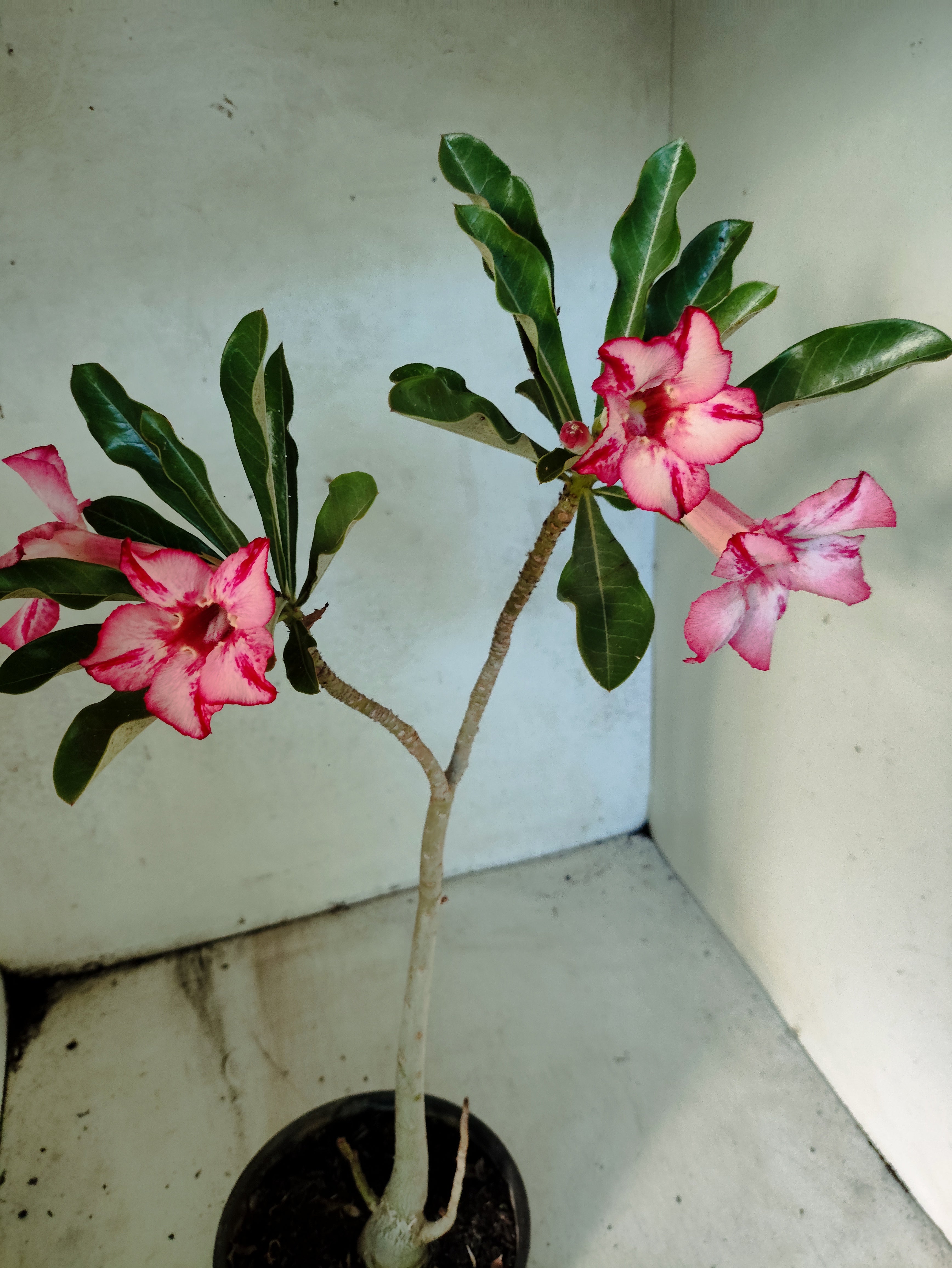Planta Simples 3028 – 30cm – 03 anos