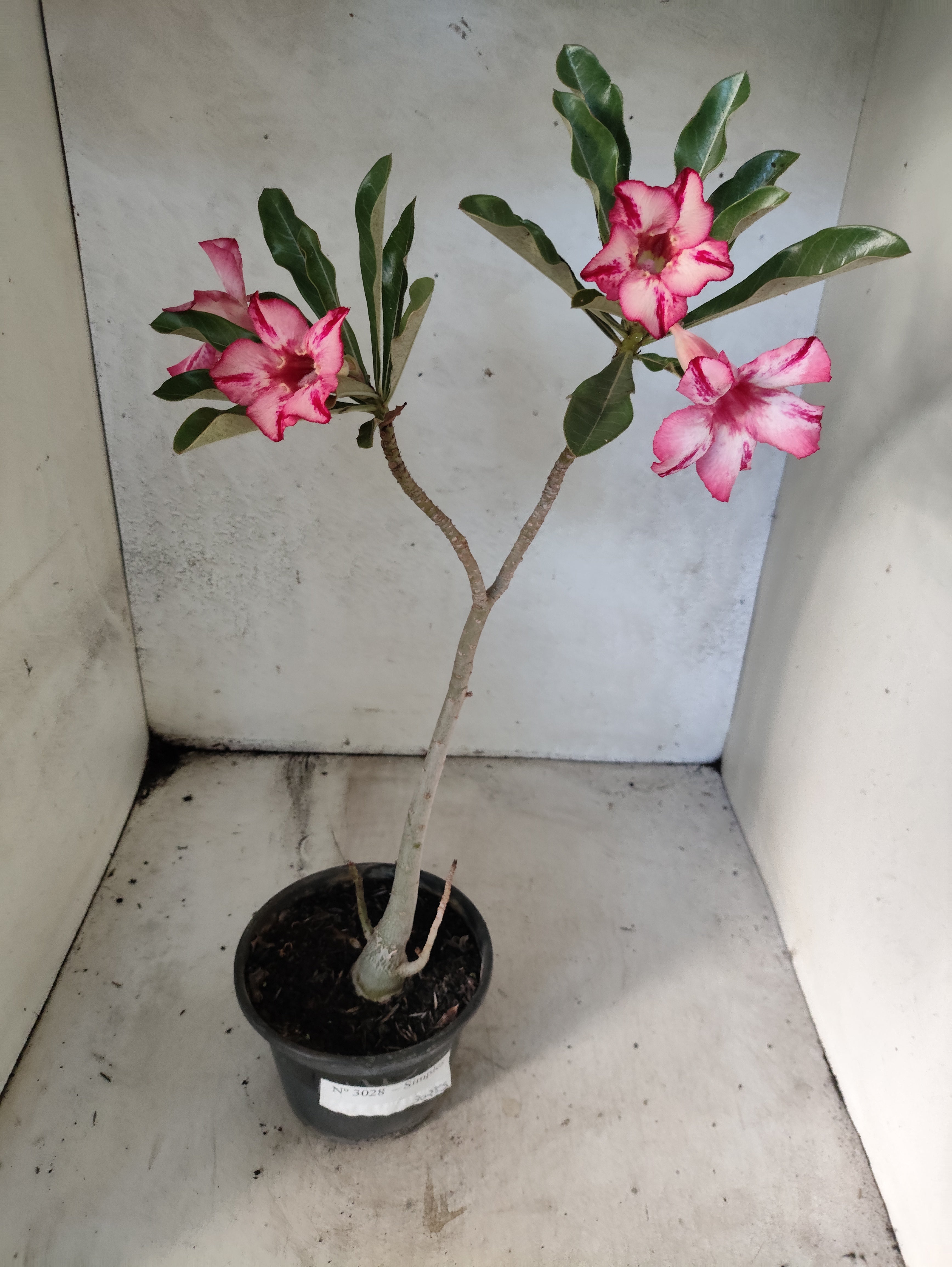 Planta Simples 3028 – 30cm – 03 anos