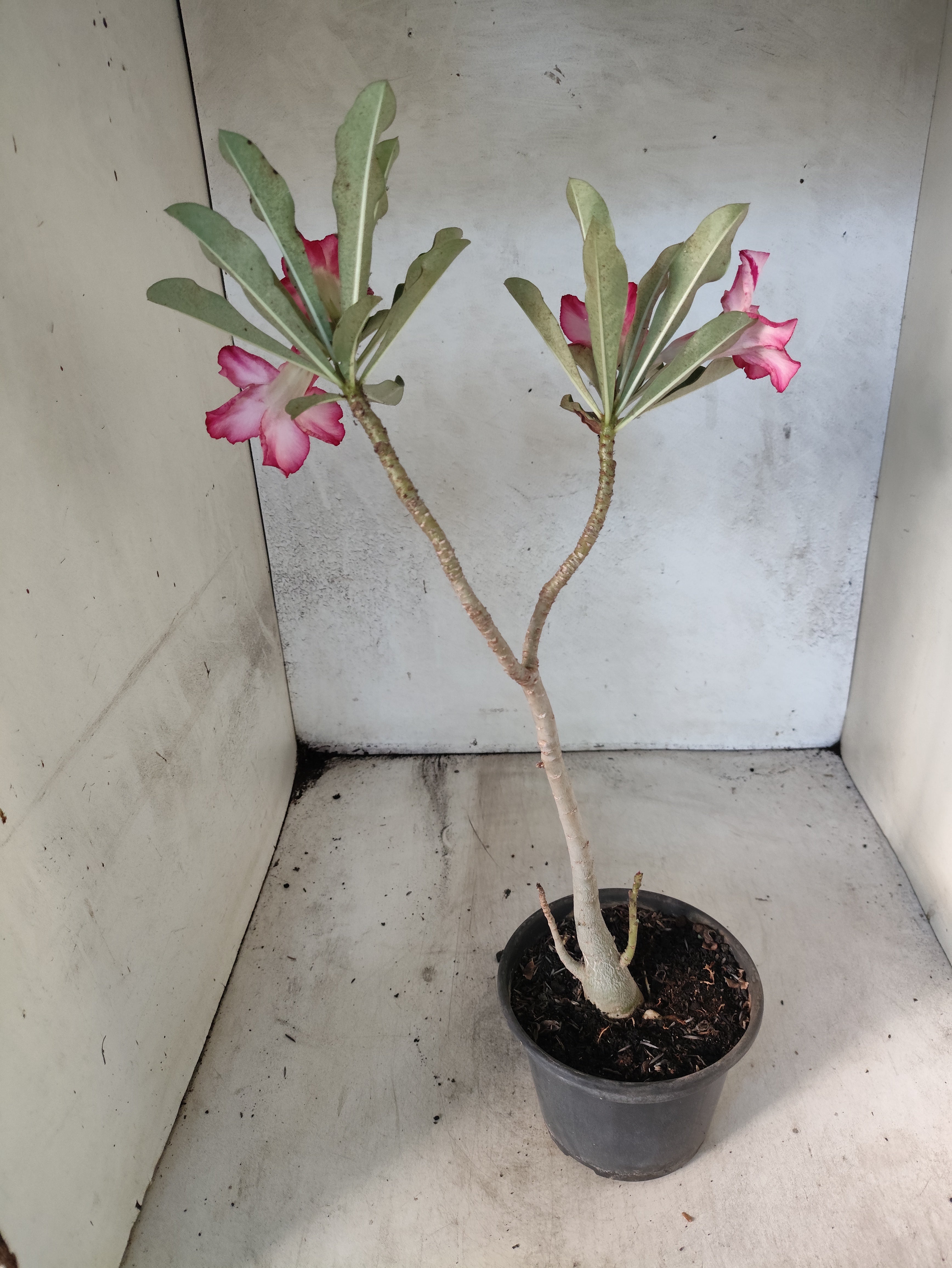 Planta Simples 3028 – 30cm – 03 anos