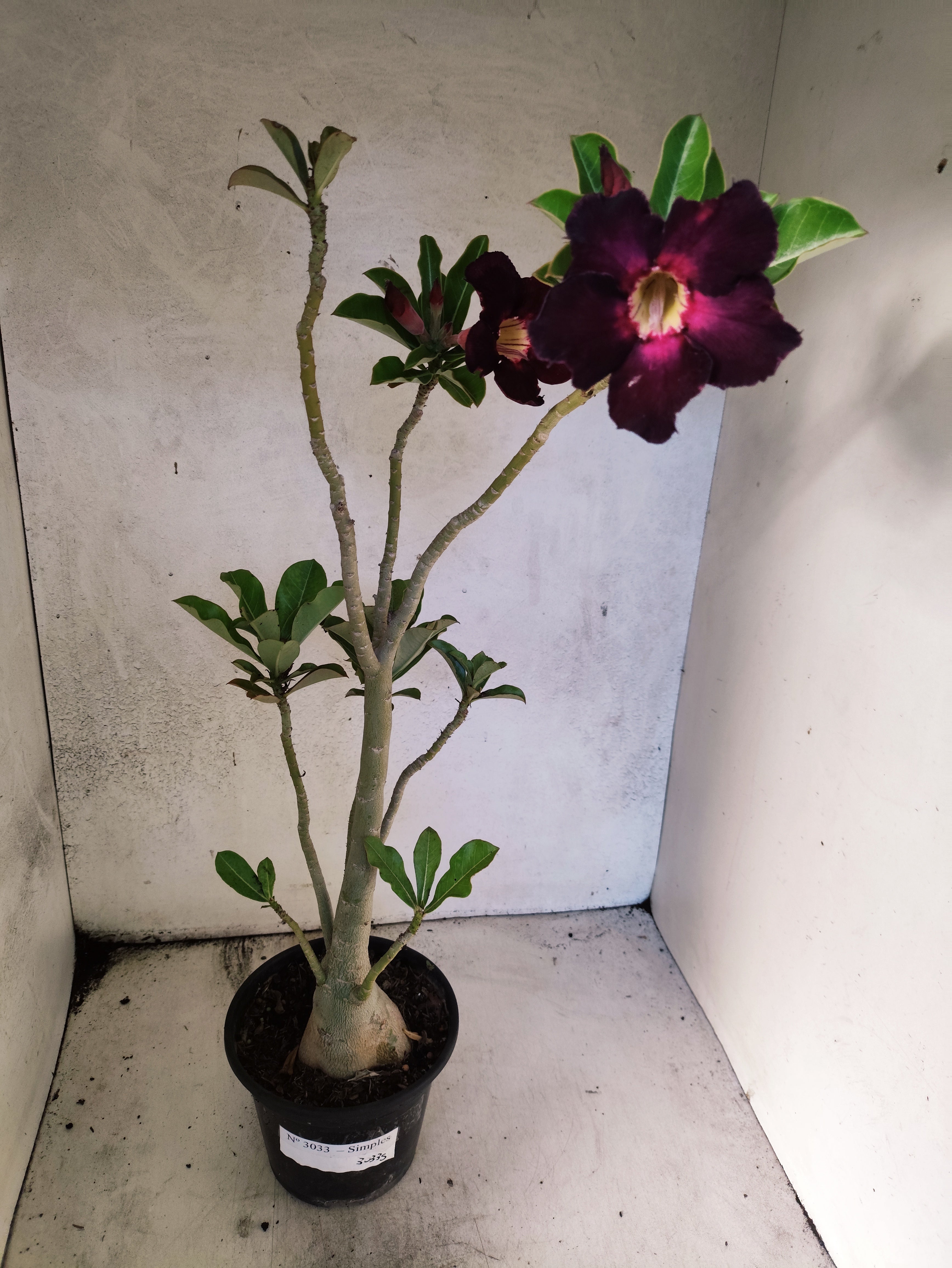 Planta Simples 3033 – 40cm – 03 anos
