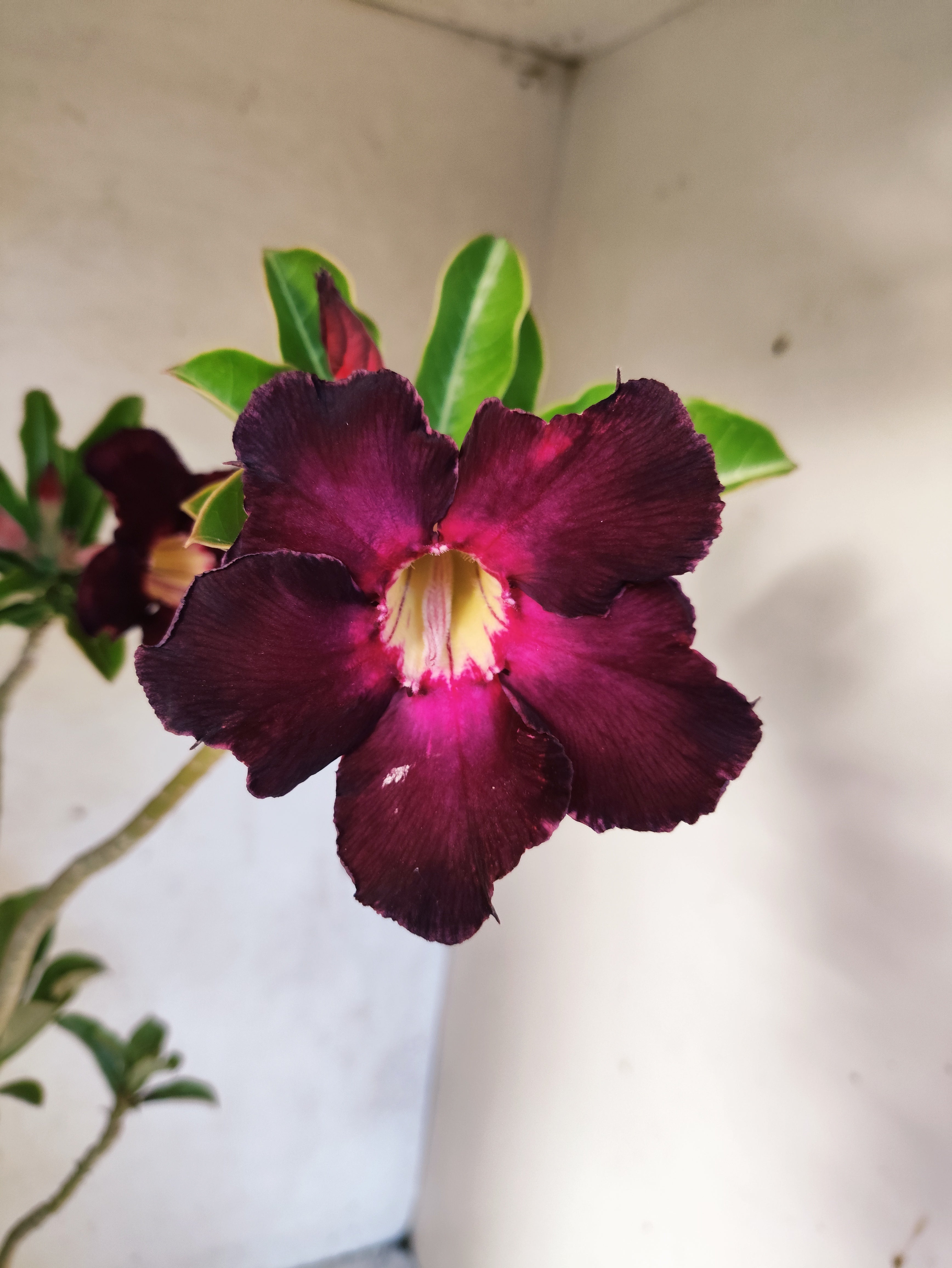 Planta Simples 3033 – 40cm – 03 anos