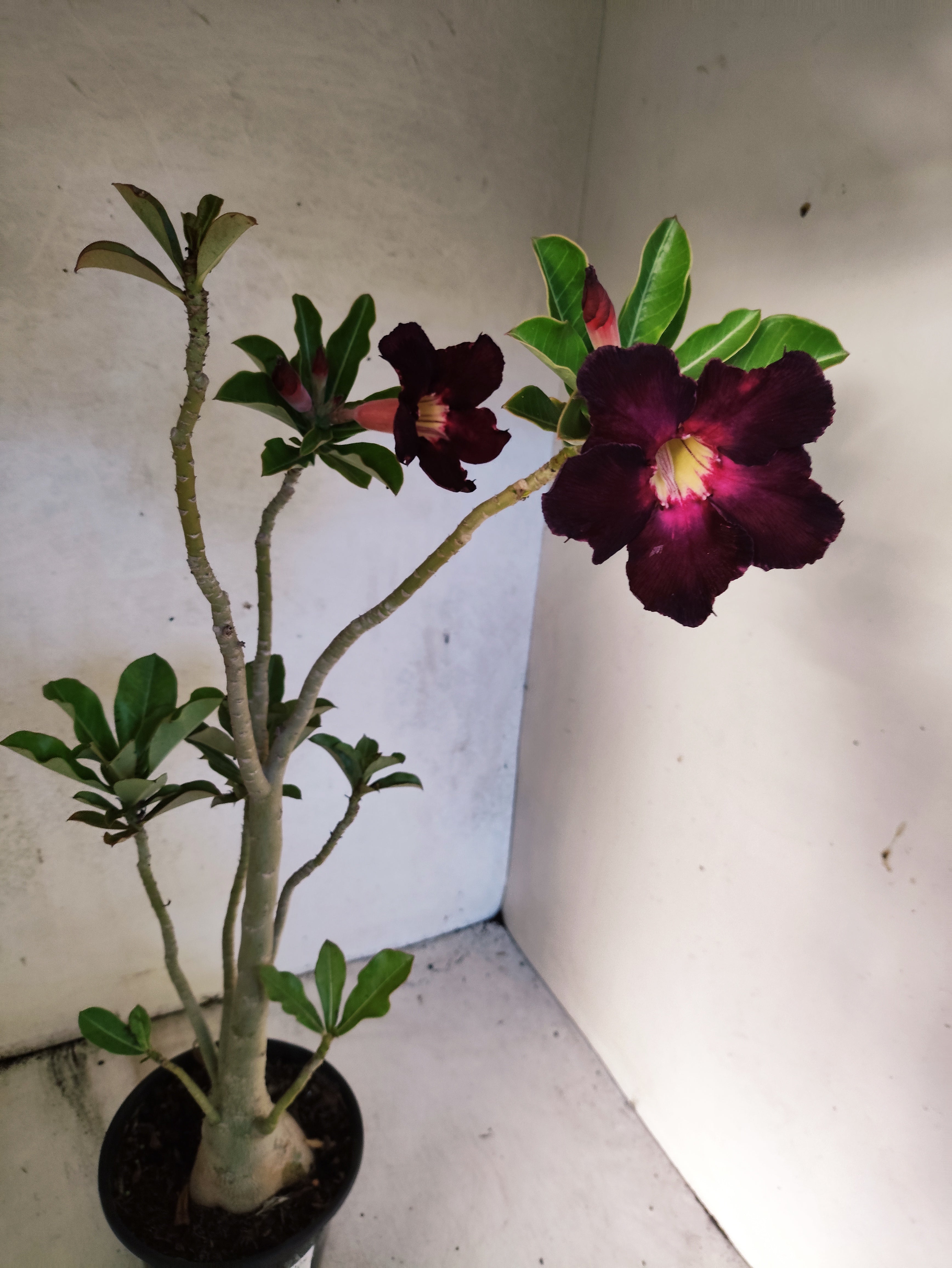 Planta Simples 3033 – 40cm – 03 anos