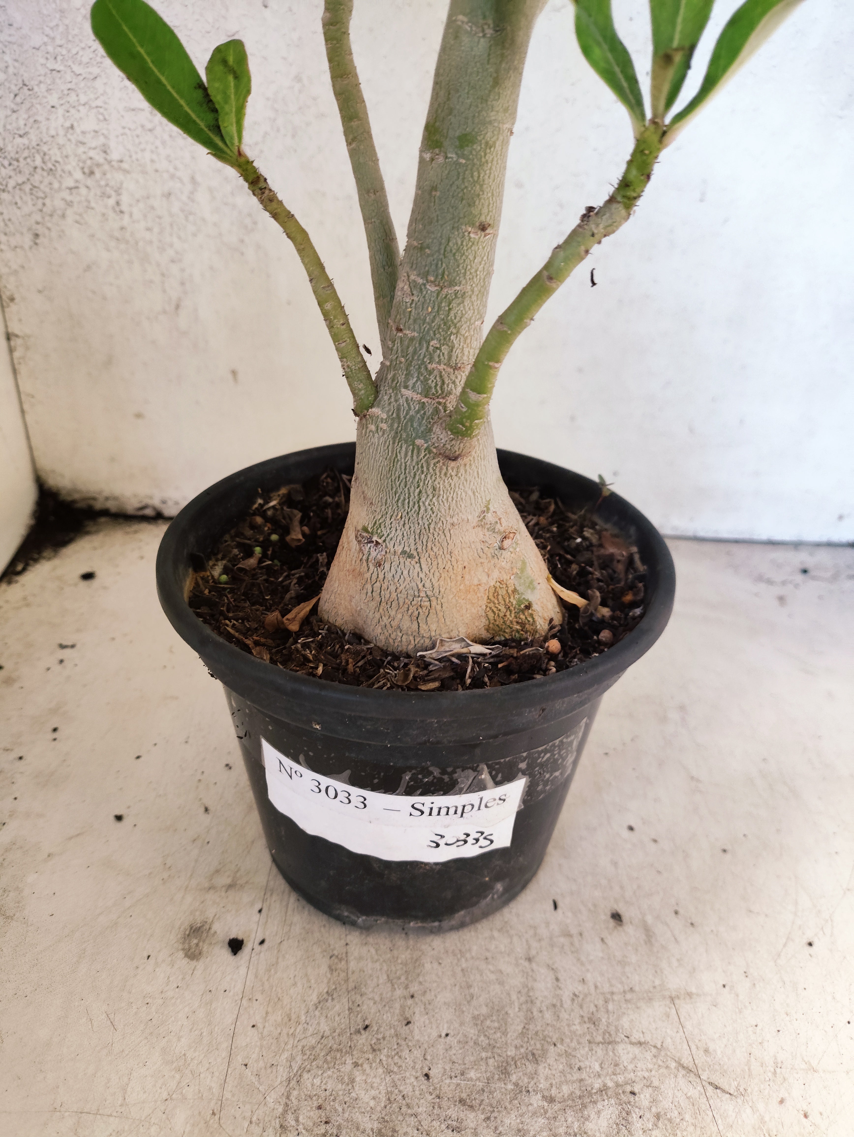 Planta Simples 3033 – 40cm – 03 anos