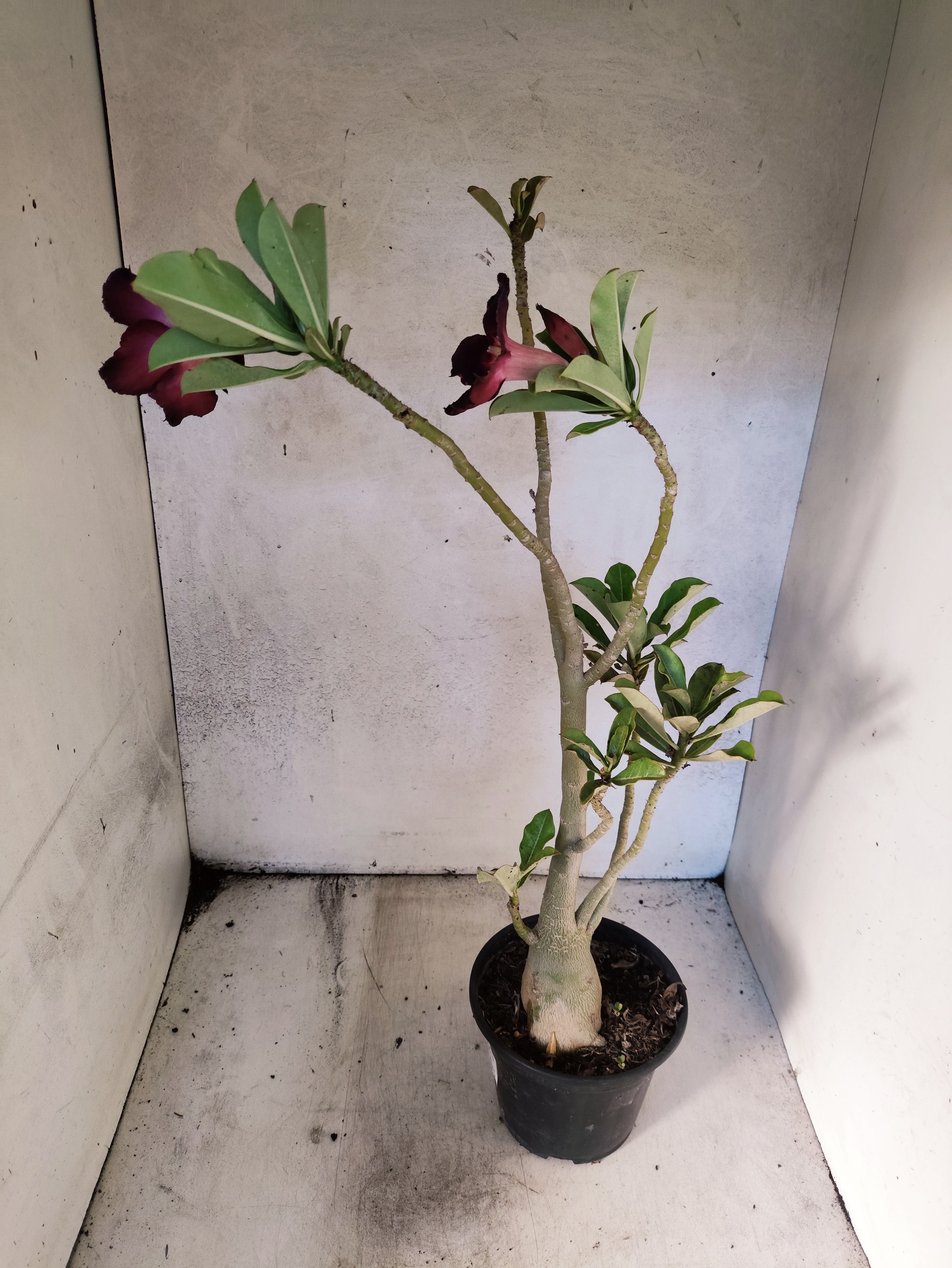 Planta Simples 3033 – 40cm – 03 anos