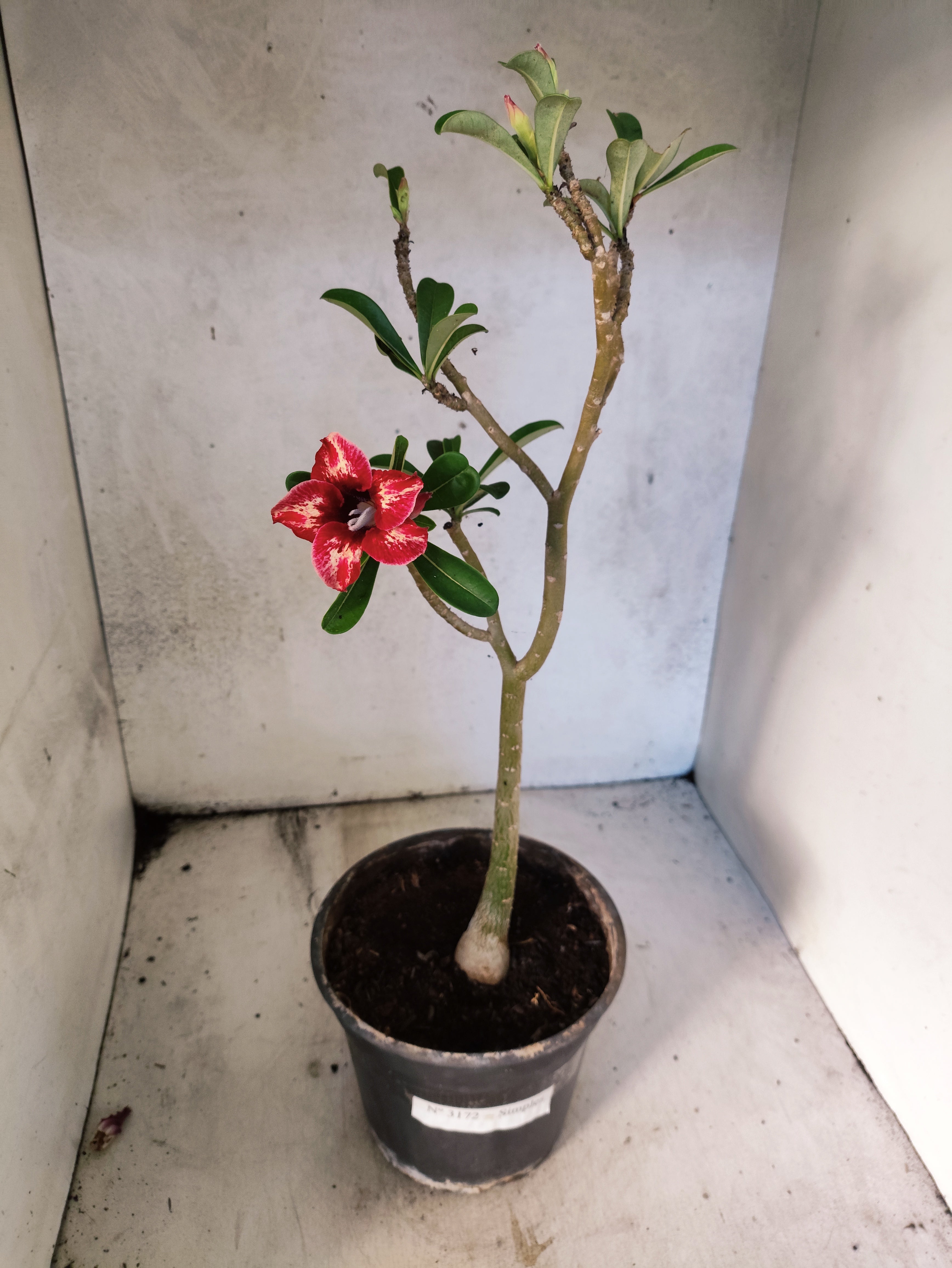 Planta Simples 3172 – 40cm – 03 anos