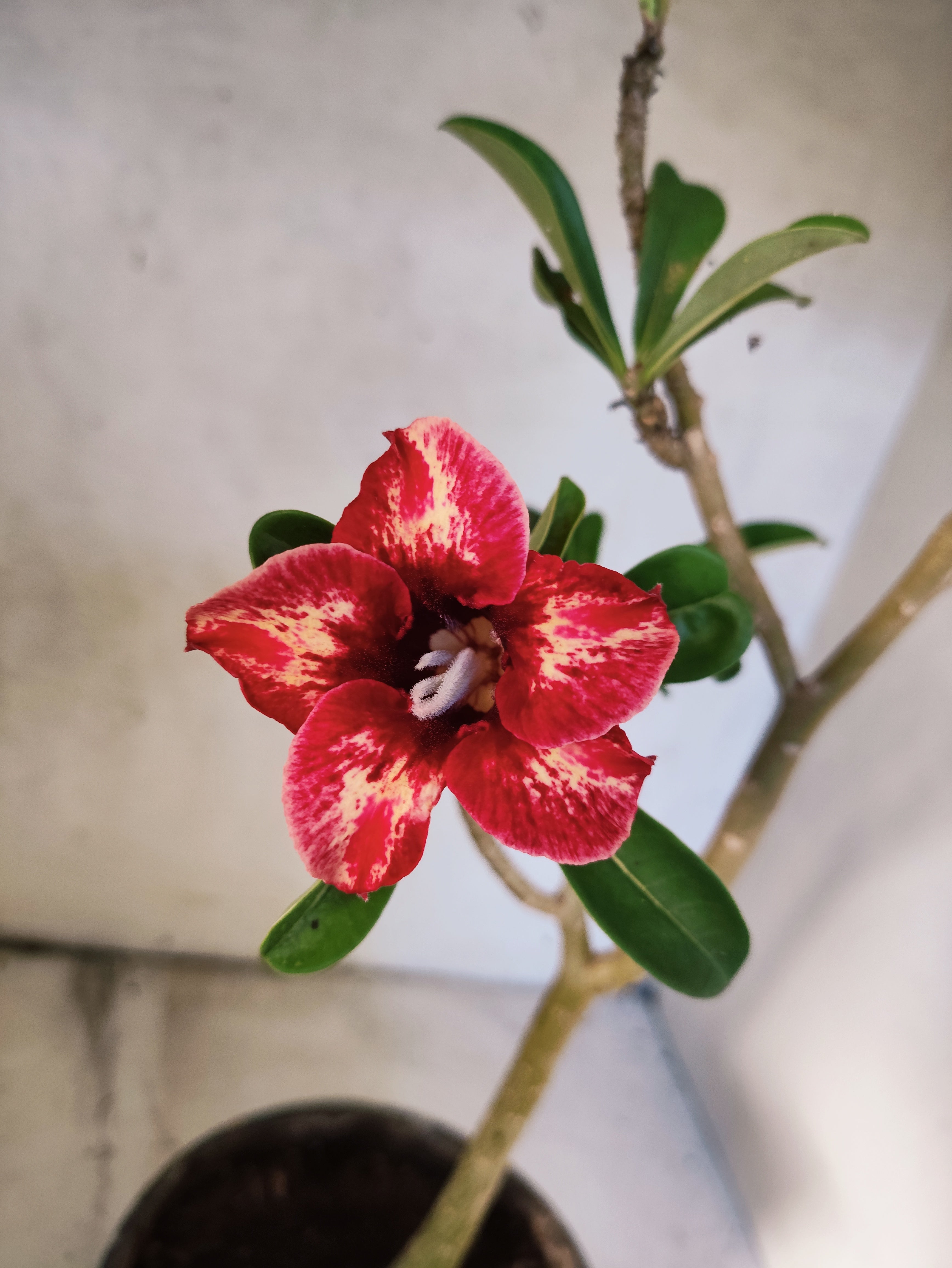 Planta Simples 3172 – 40cm – 03 anos