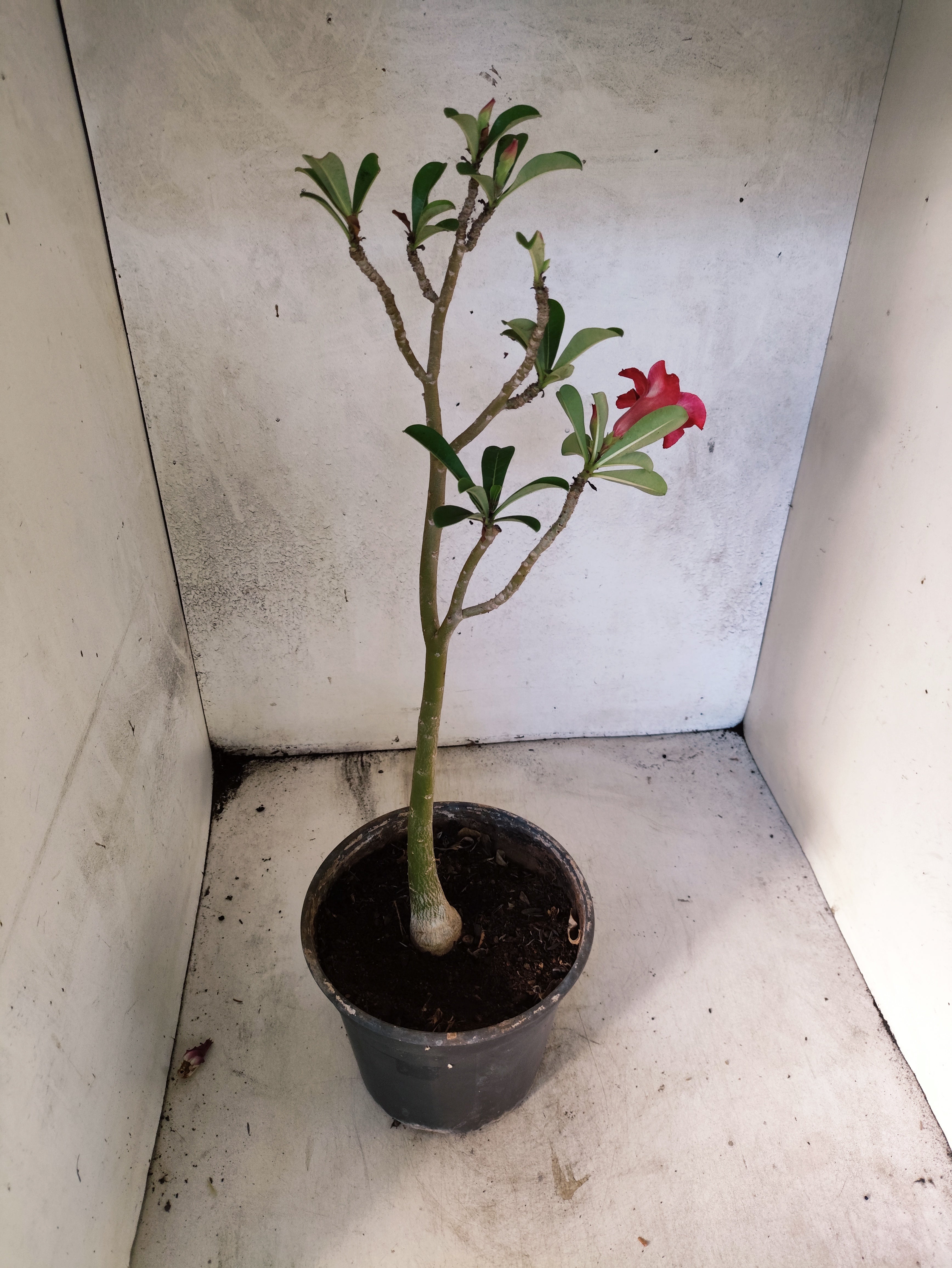 Planta Simples 3172 – 40cm – 03 anos