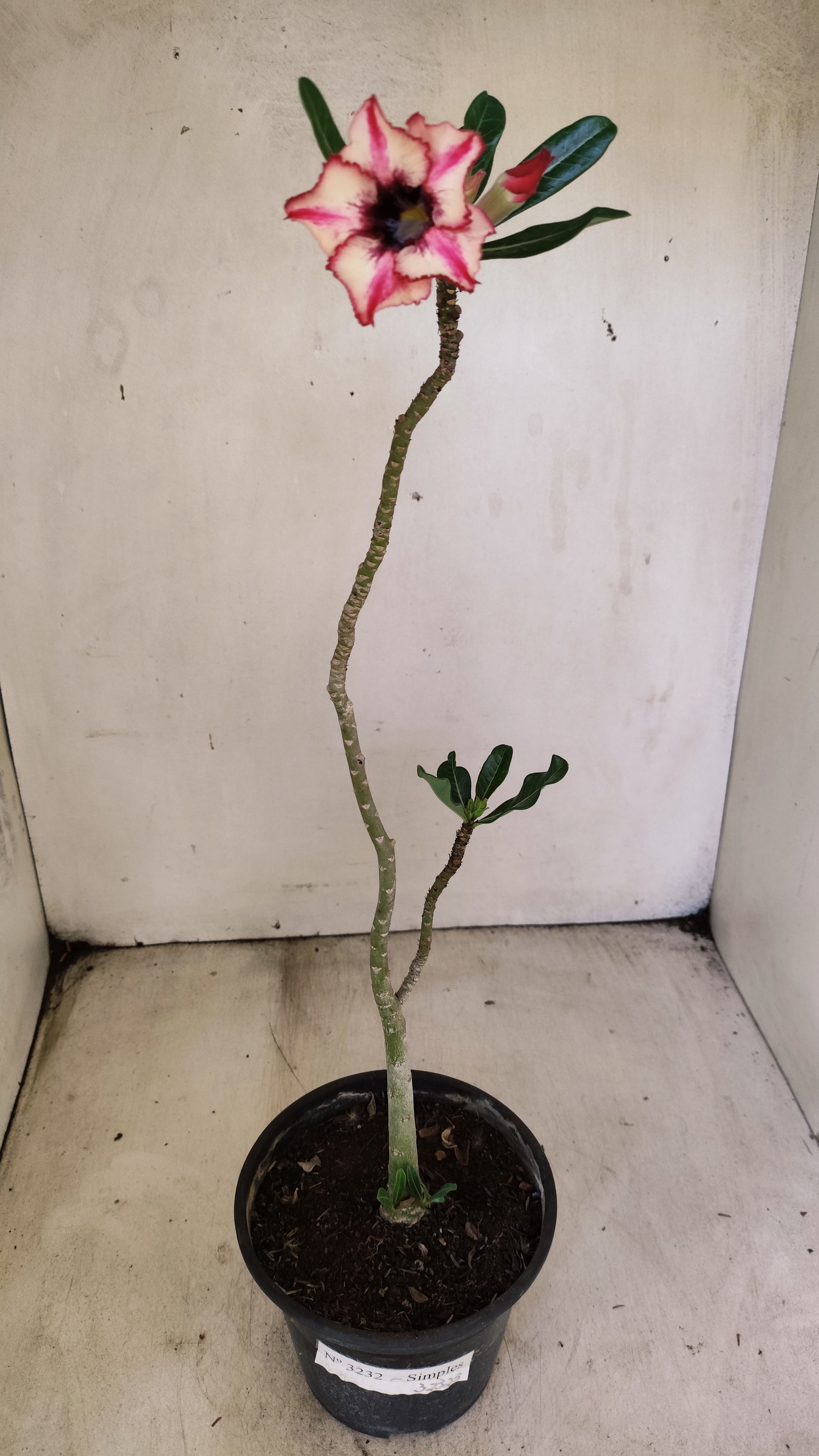 Planta Simples 3232 – 30cm – 02 anos
