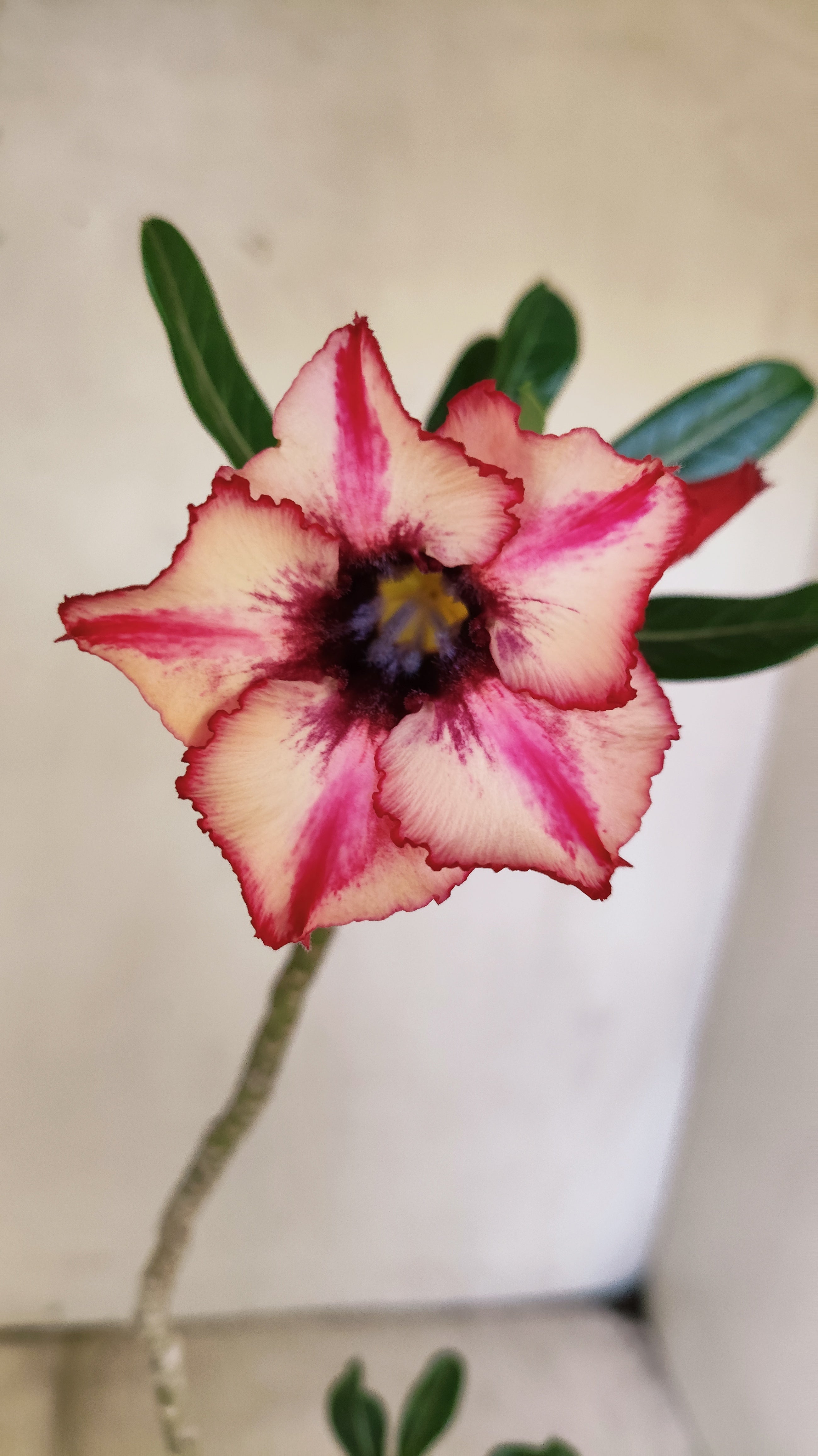 Planta Simples 3232 – 30cm – 02 anos