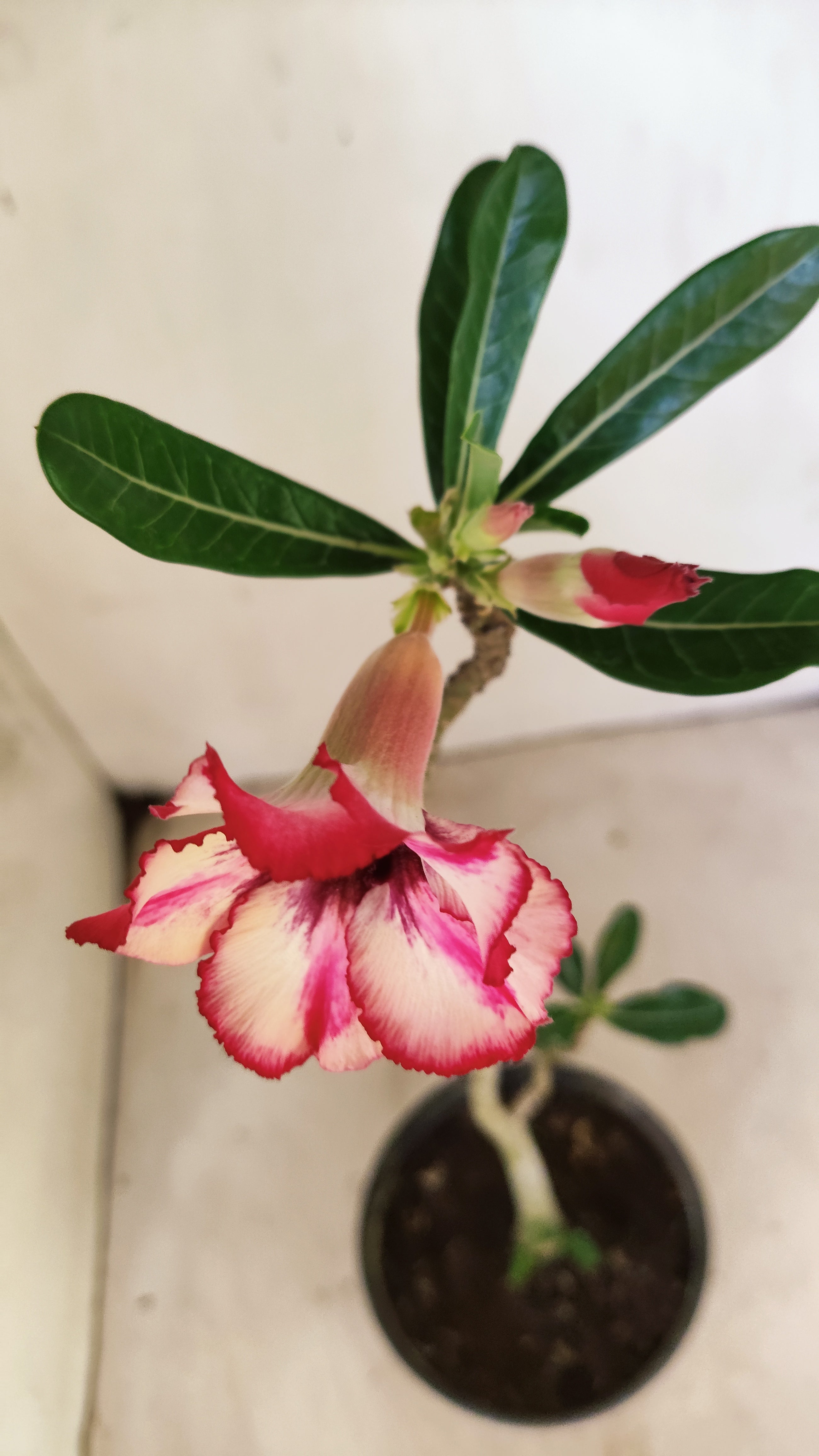 Planta Simples 3232 – 30cm – 02 anos