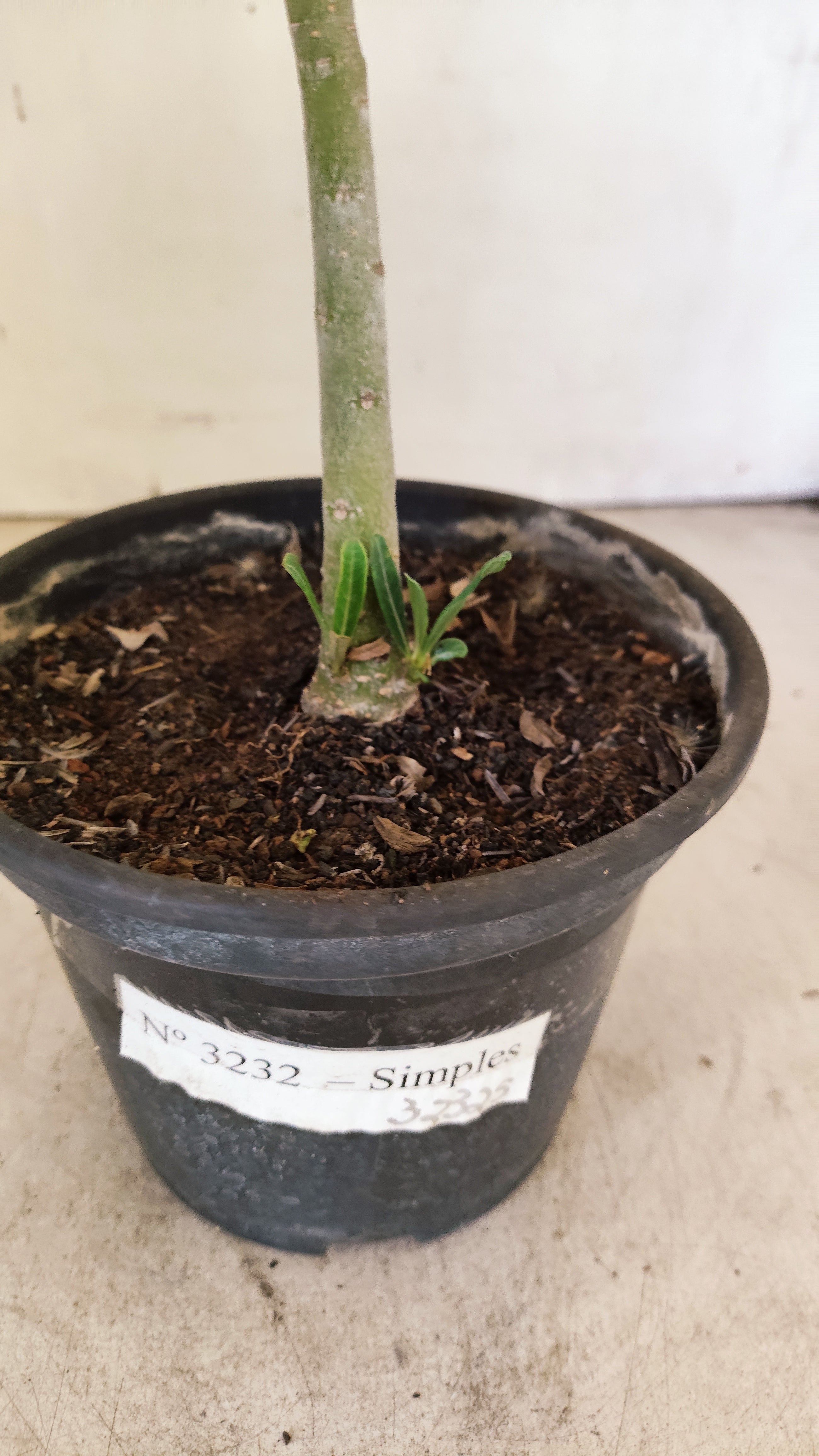 Planta Simples 3232 – 30cm – 02 anos