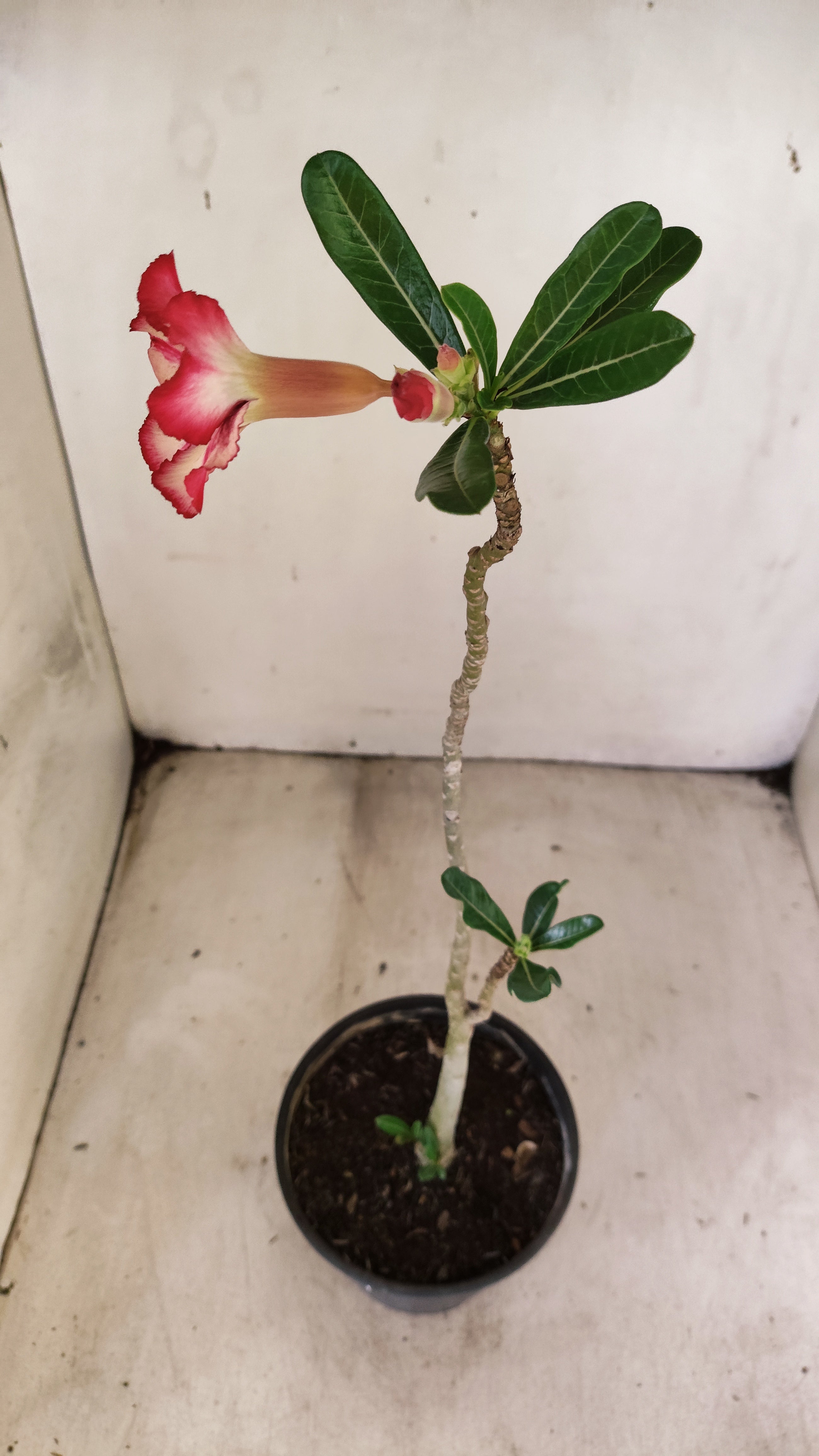 Planta Simples 3232 – 30cm – 02 anos
