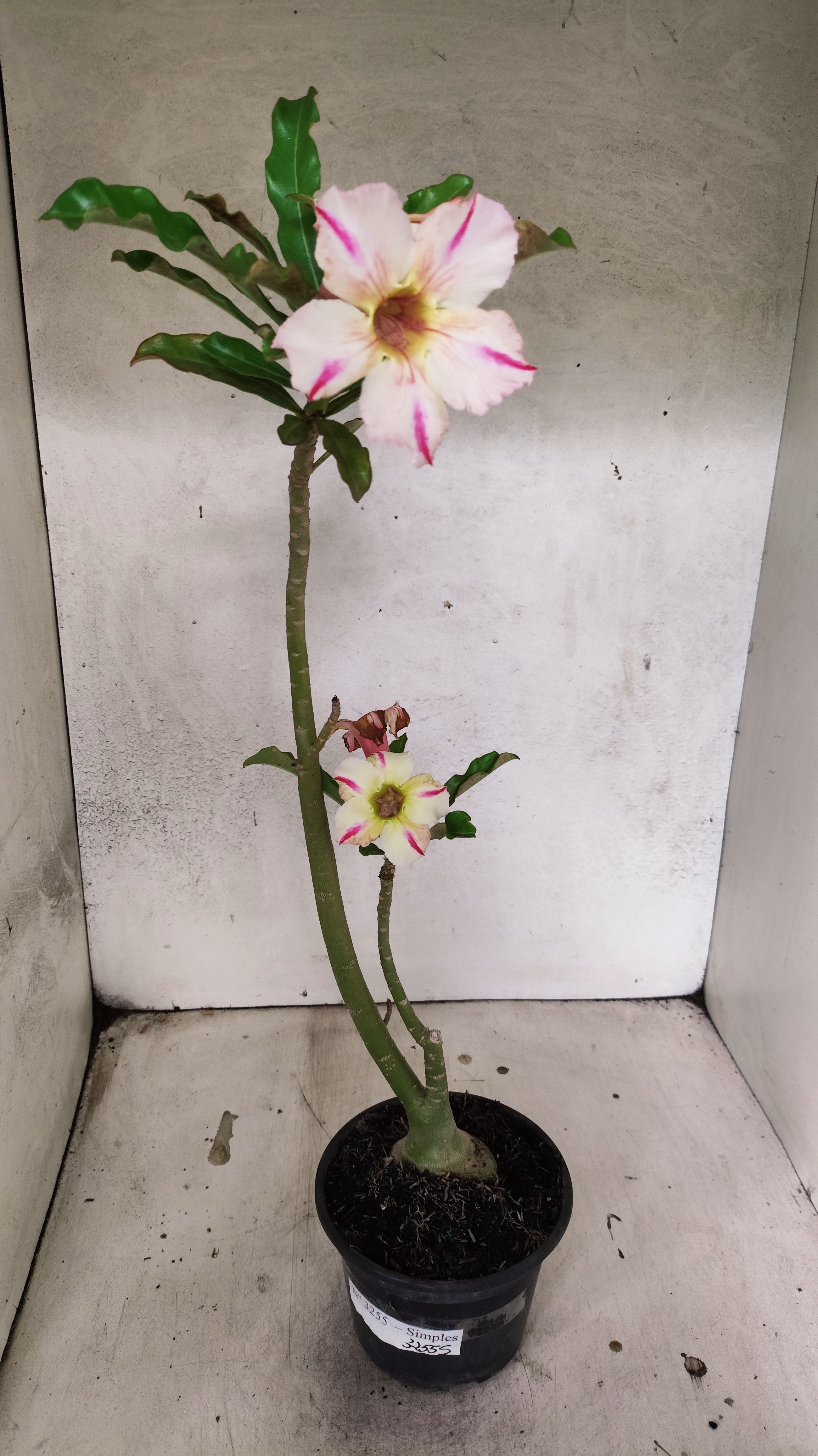 Planta Simples 3255 – 35cm – 03 anos