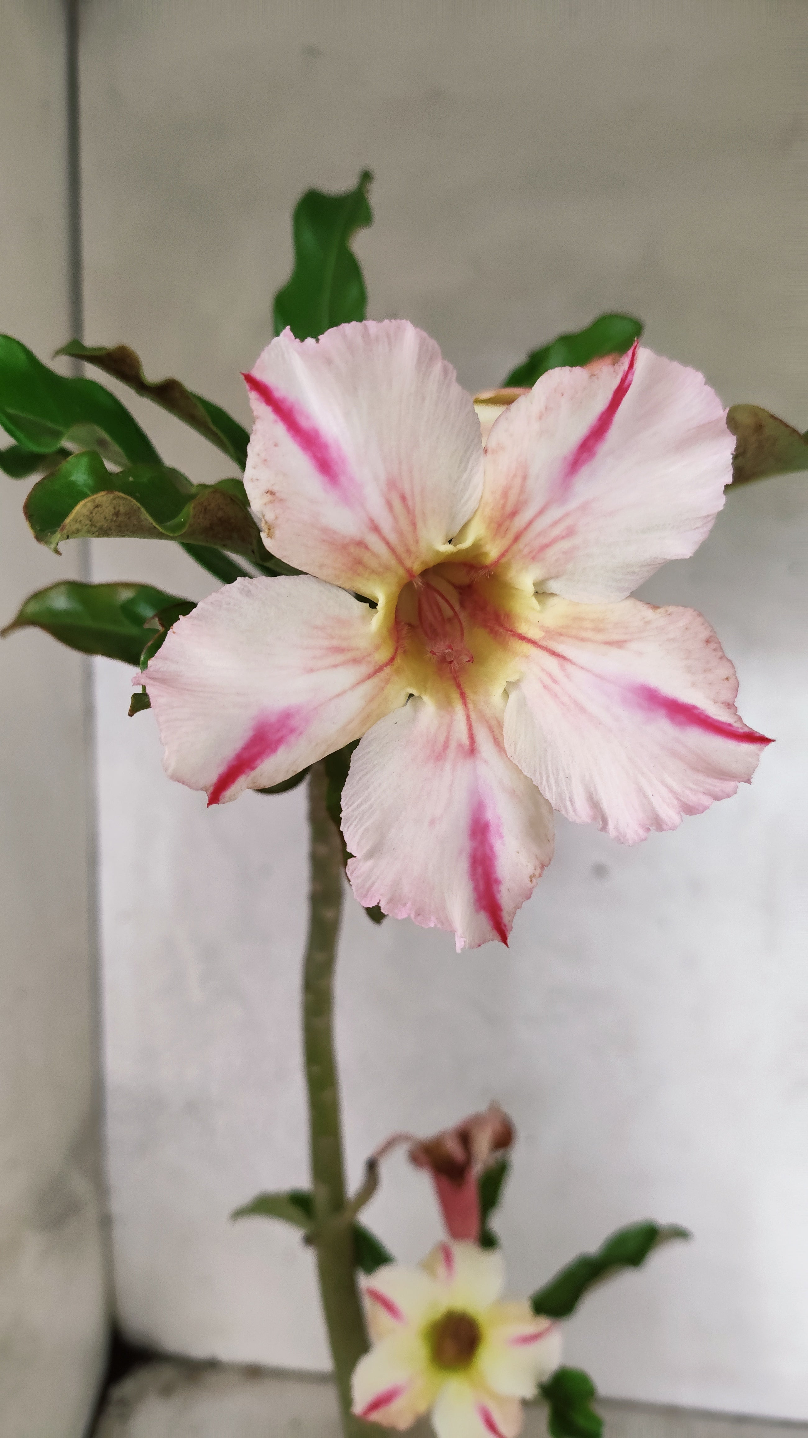 Planta Simples 3255 – 35cm – 03 anos
