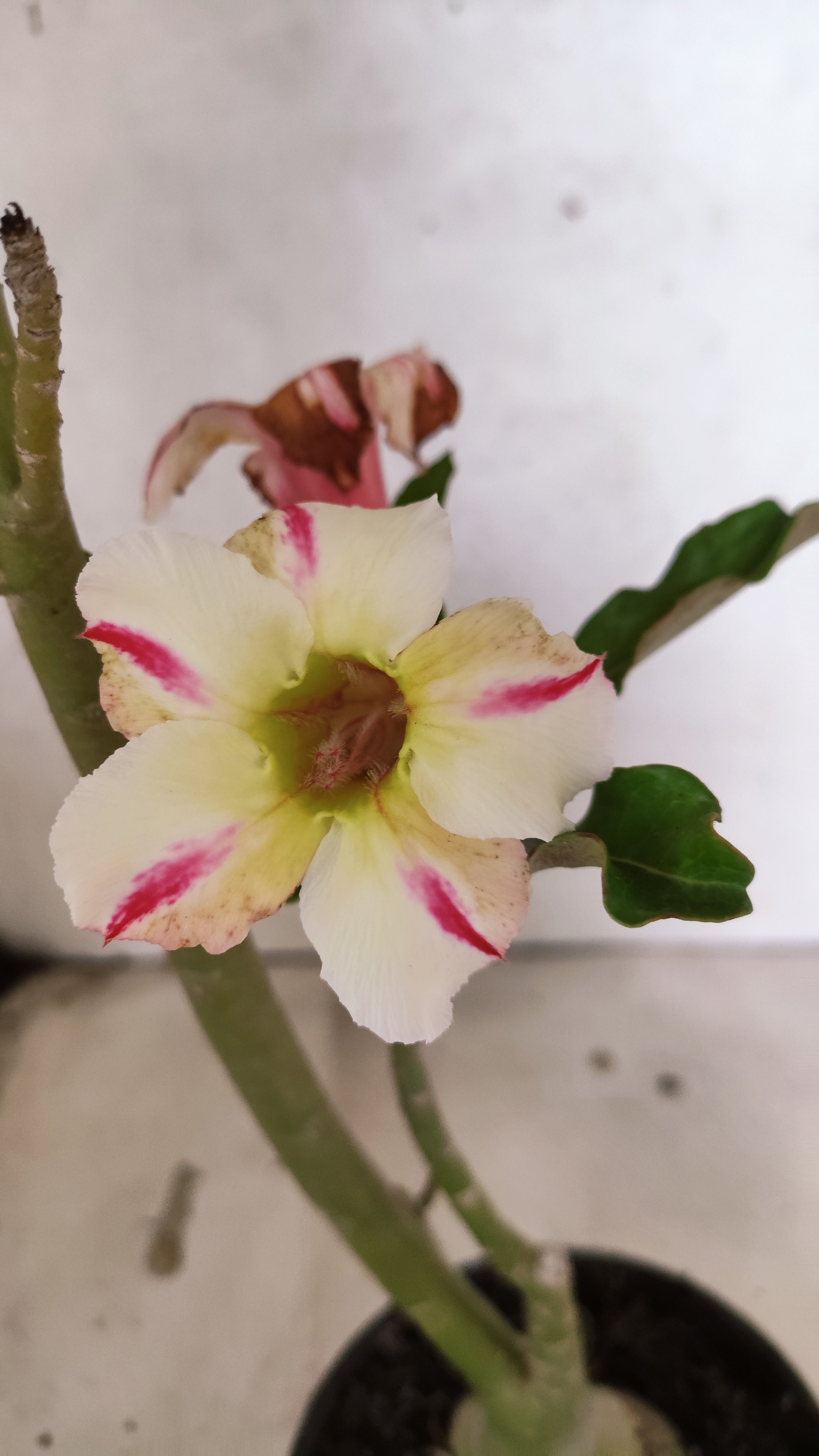 Planta Simples 3255 – 35cm – 03 anos