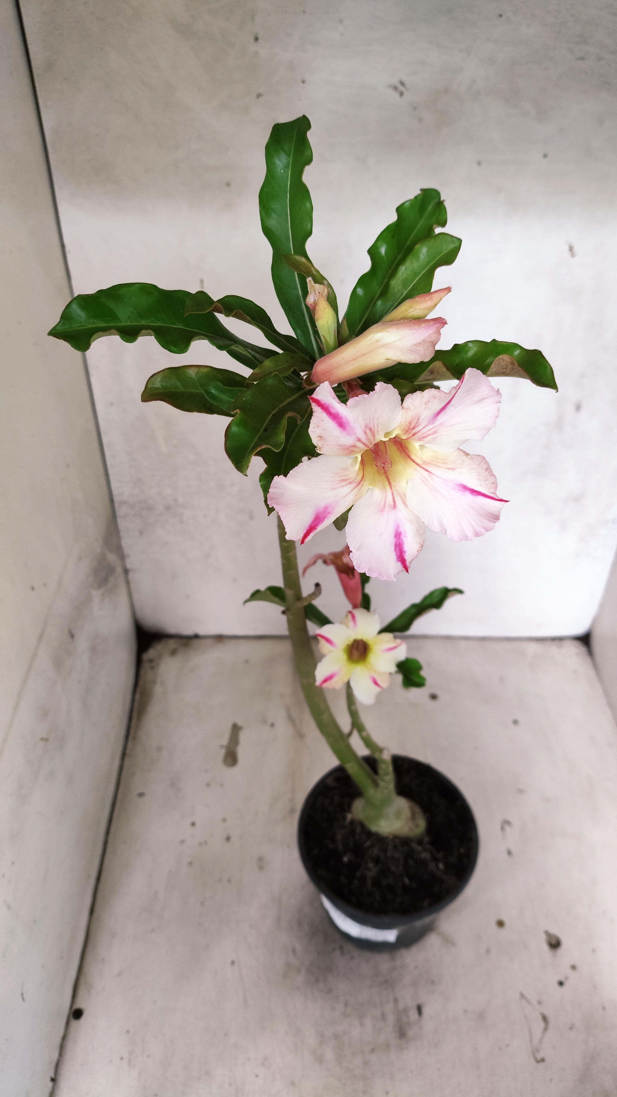 Planta Simples 3255 – 35cm – 03 anos