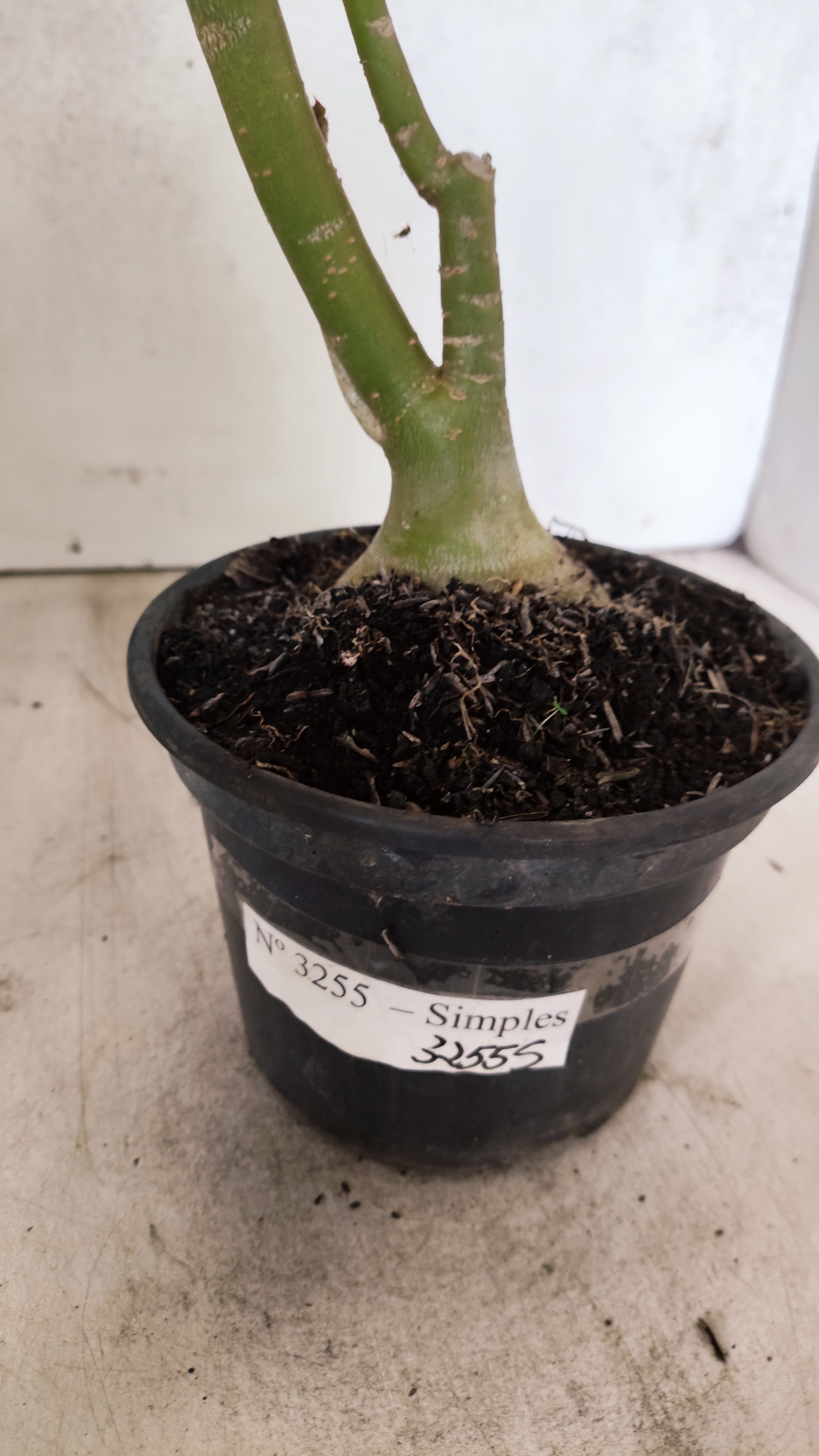 Planta Simples 3255 – 35cm – 03 anos