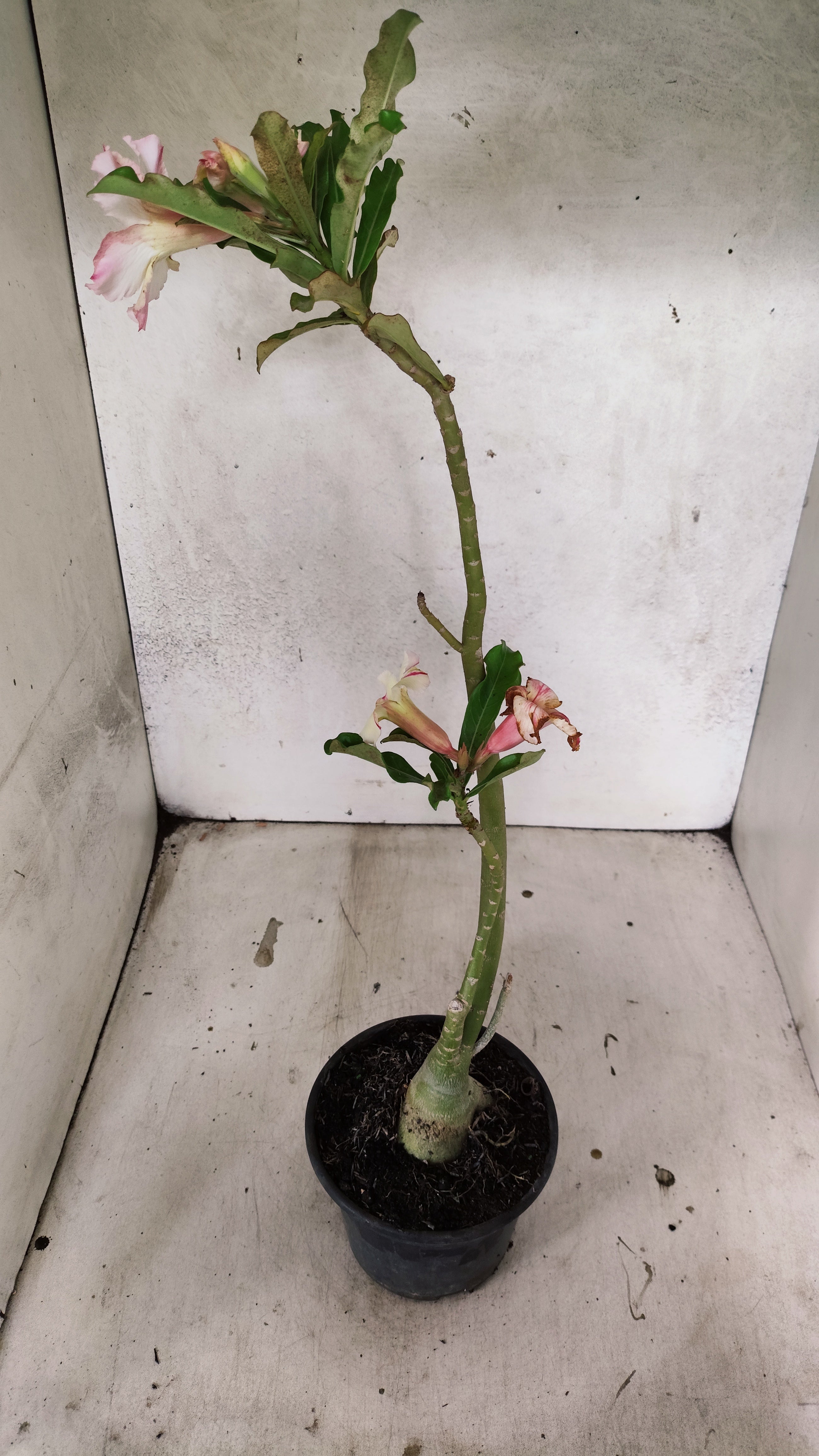 Planta Simples 3255 – 35cm – 03 anos