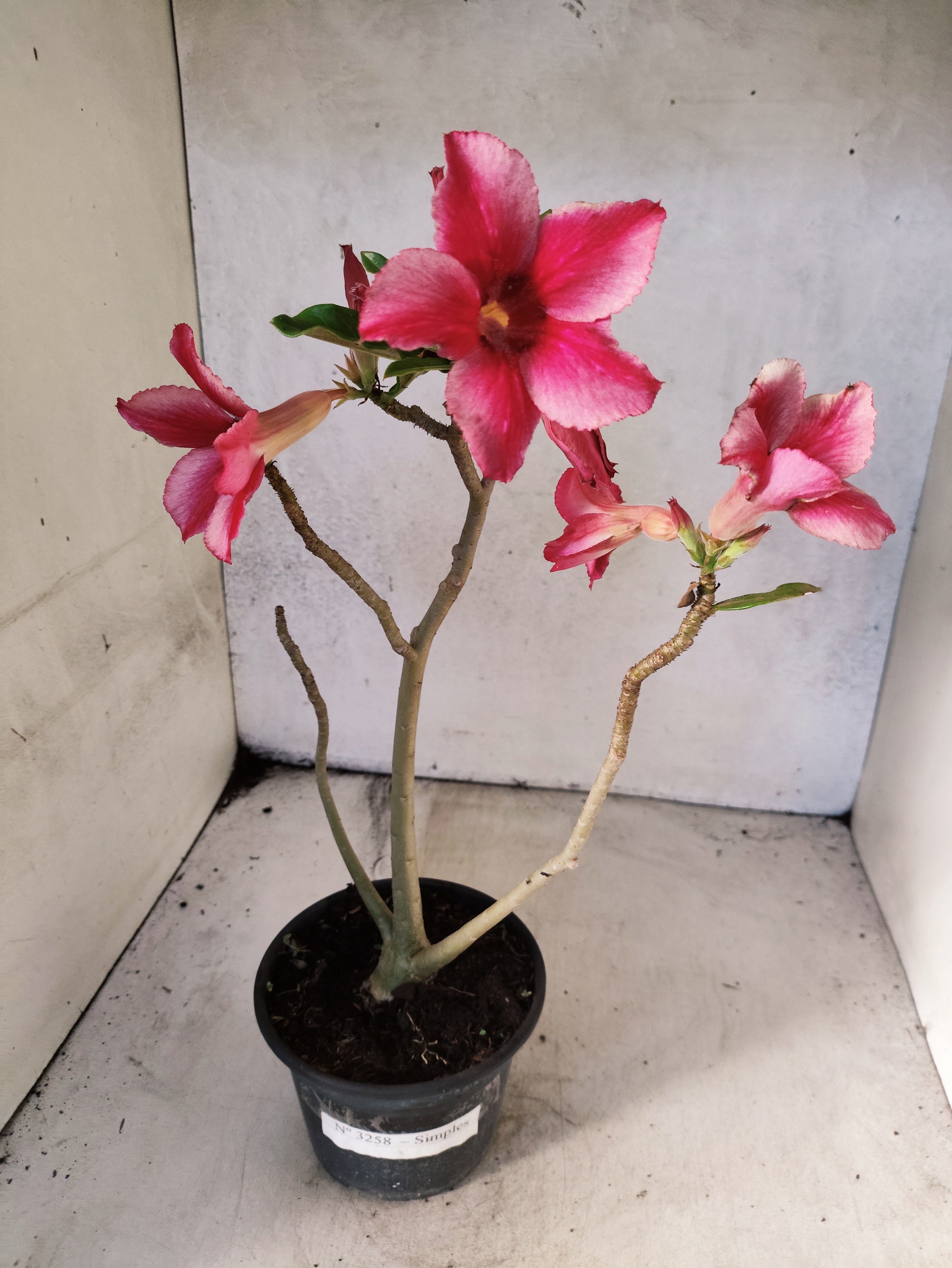 Planta Simples 3258 – 30cm – 03 anos