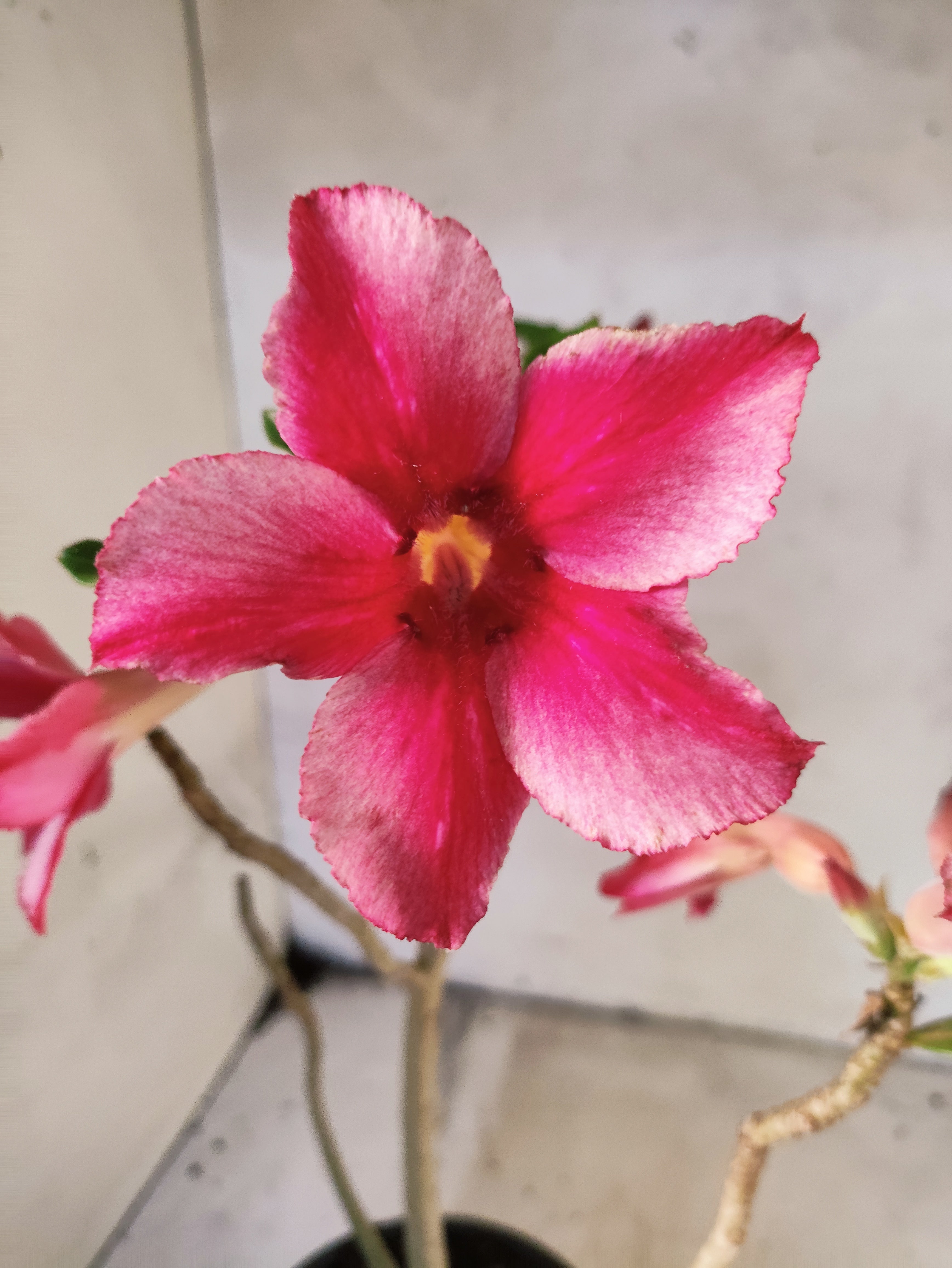 Planta Simples 3258 – 30cm – 03 anos