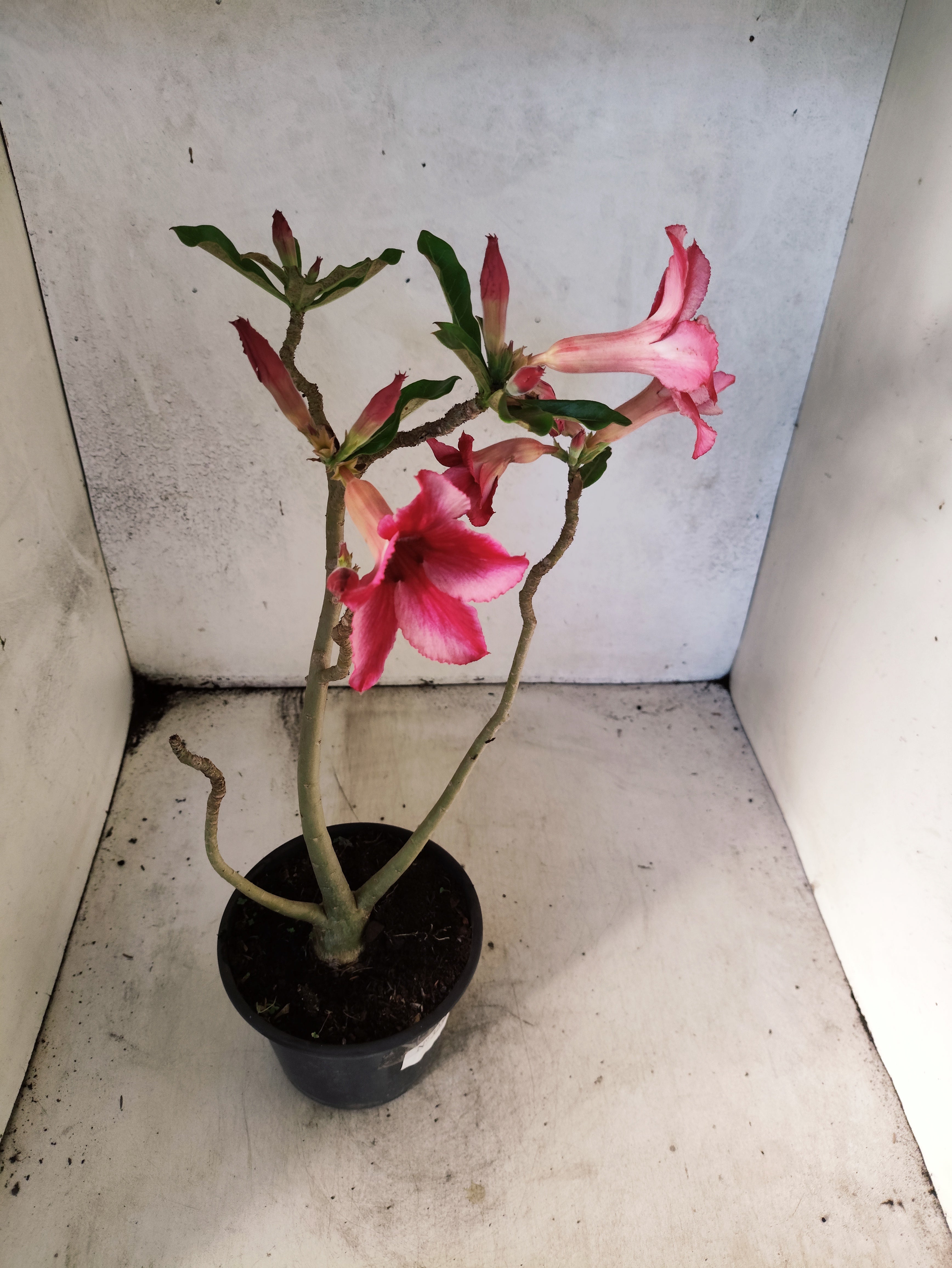 Planta Simples 3258 – 30cm – 03 anos