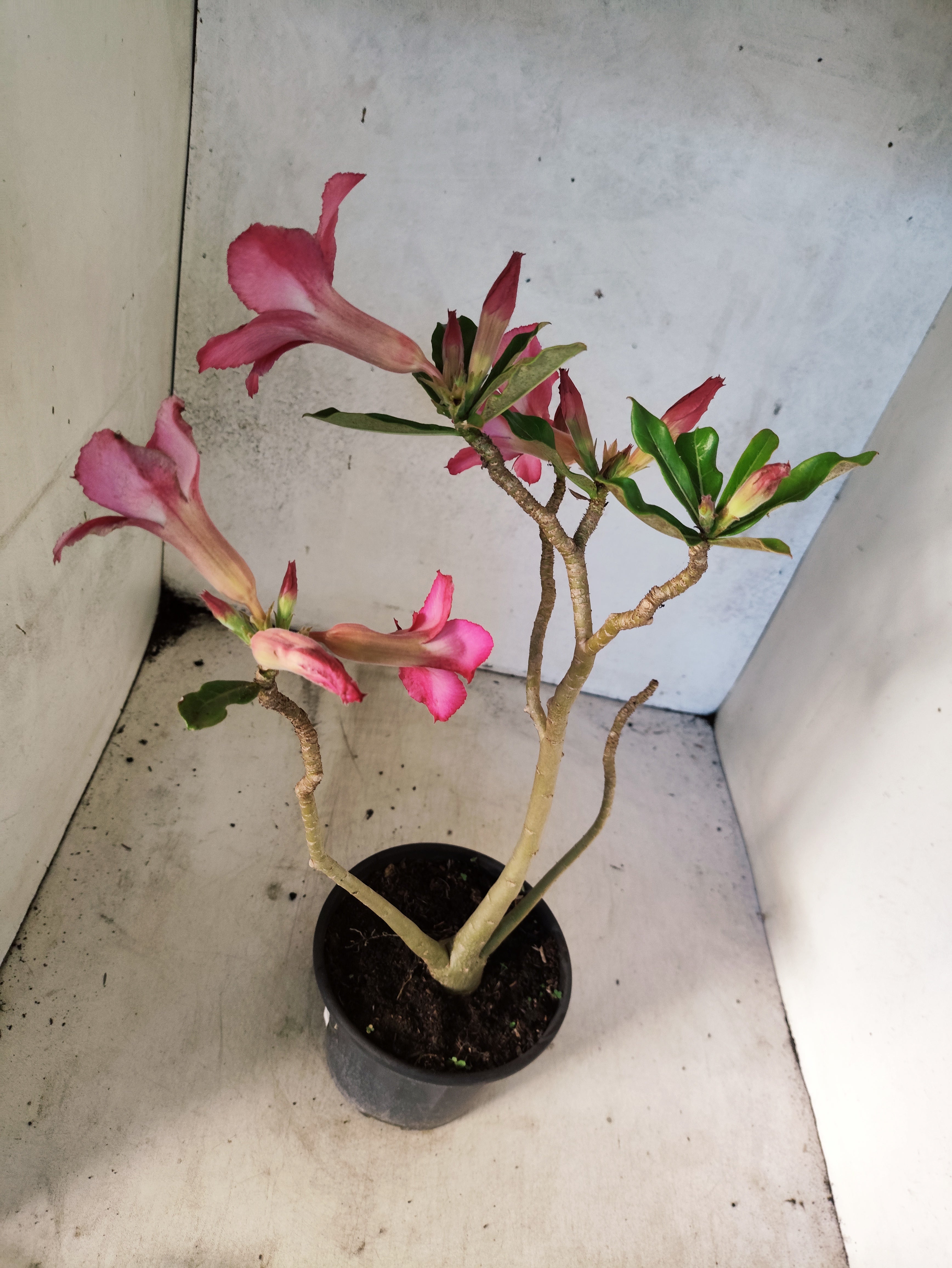 Planta Simples 3258 – 30cm – 03 anos