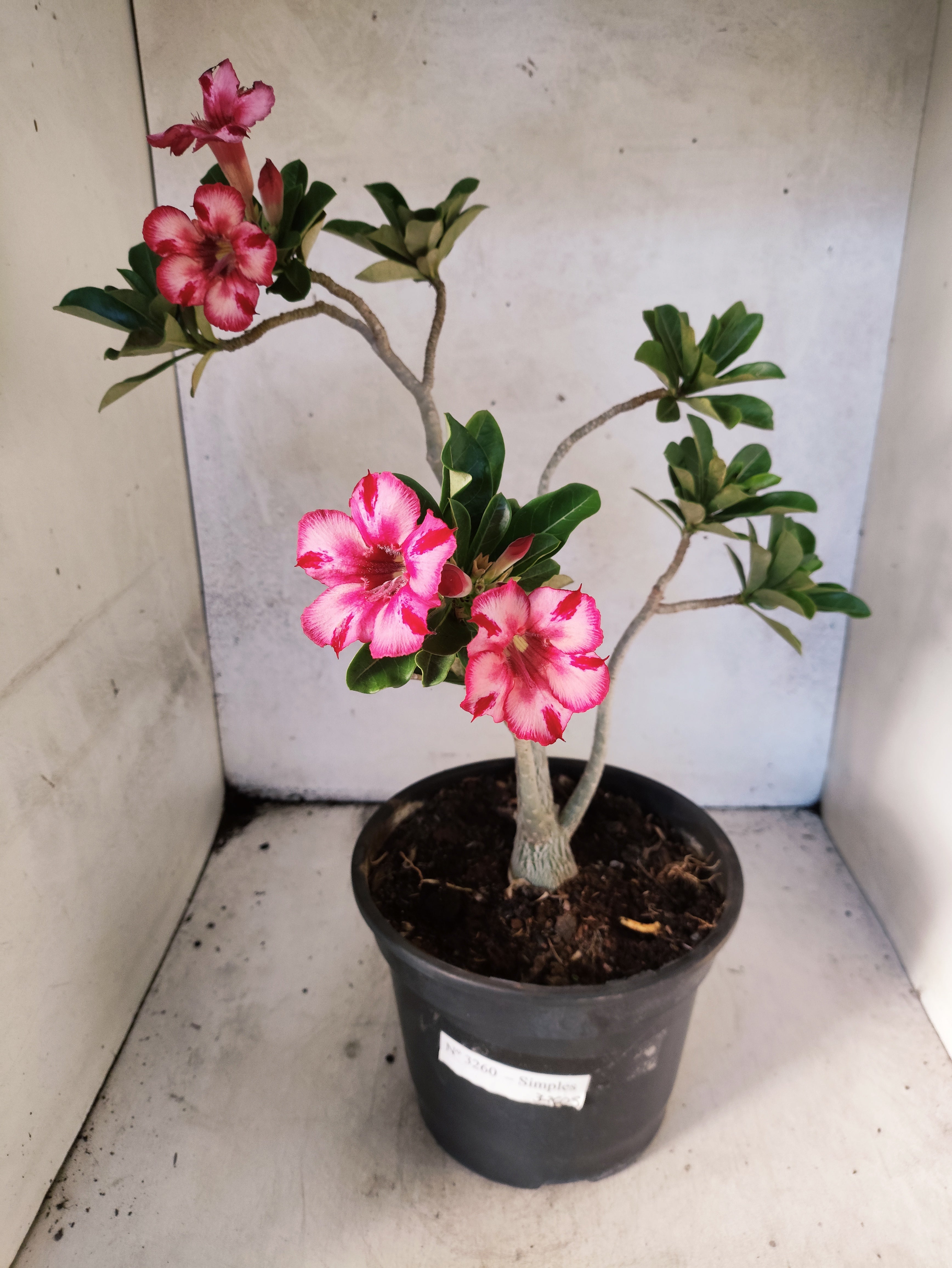 Planta Simples 3260 – 40cm – 03 anos