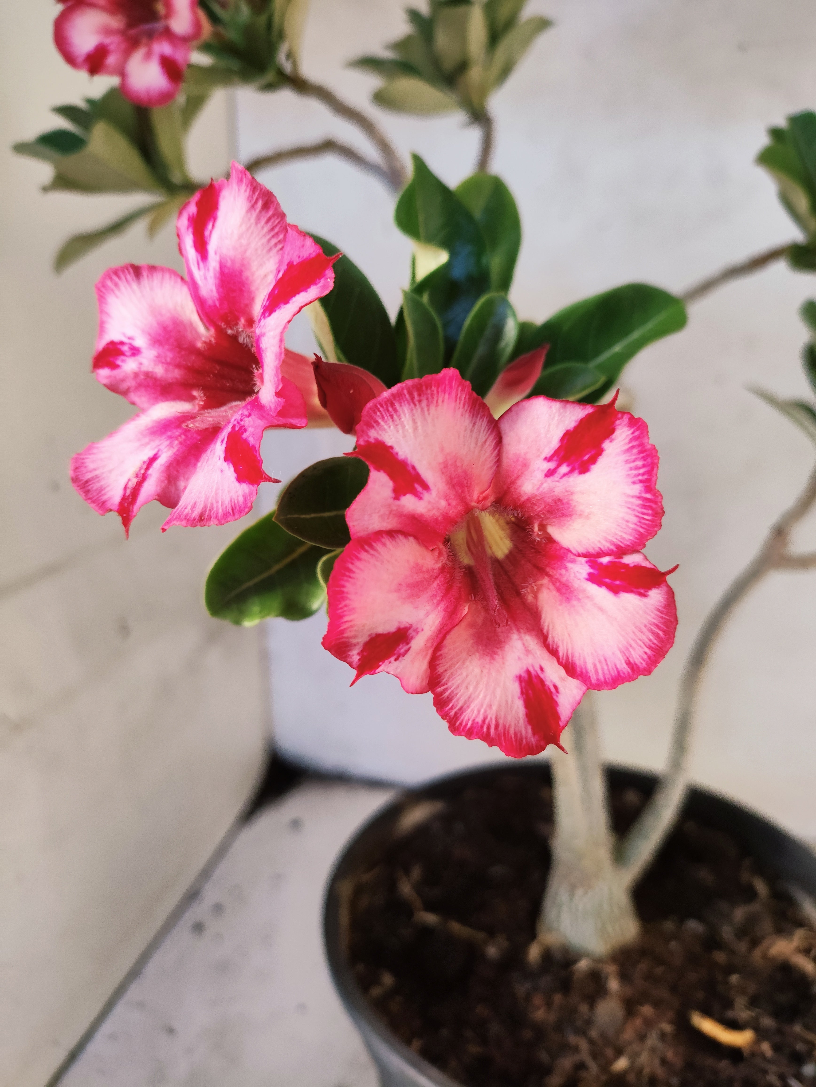 Planta Simples 3260 – 40cm – 03 anos