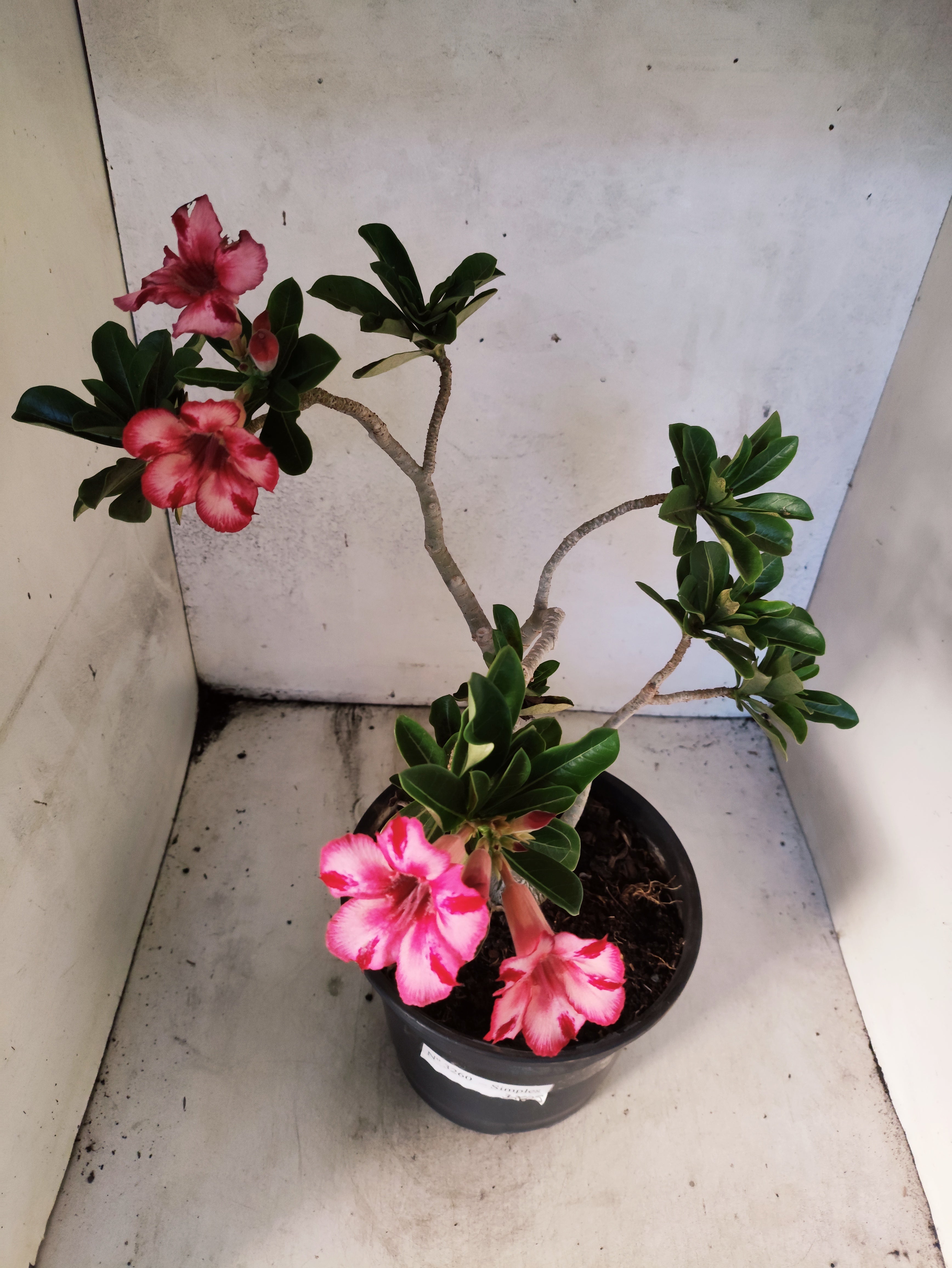Planta Simples 3260 – 40cm – 03 anos