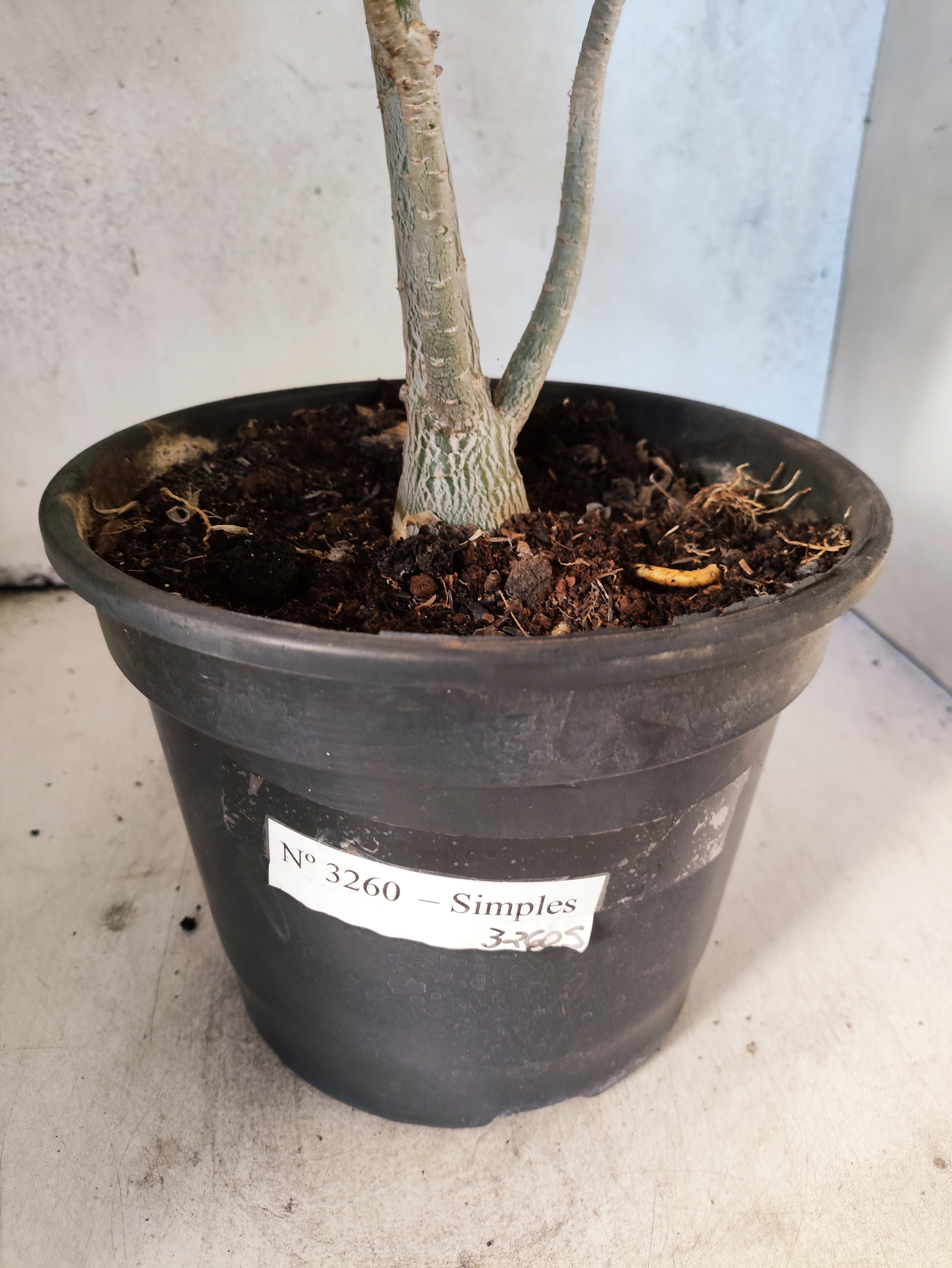 Planta Simples 3260 – 40cm – 03 anos