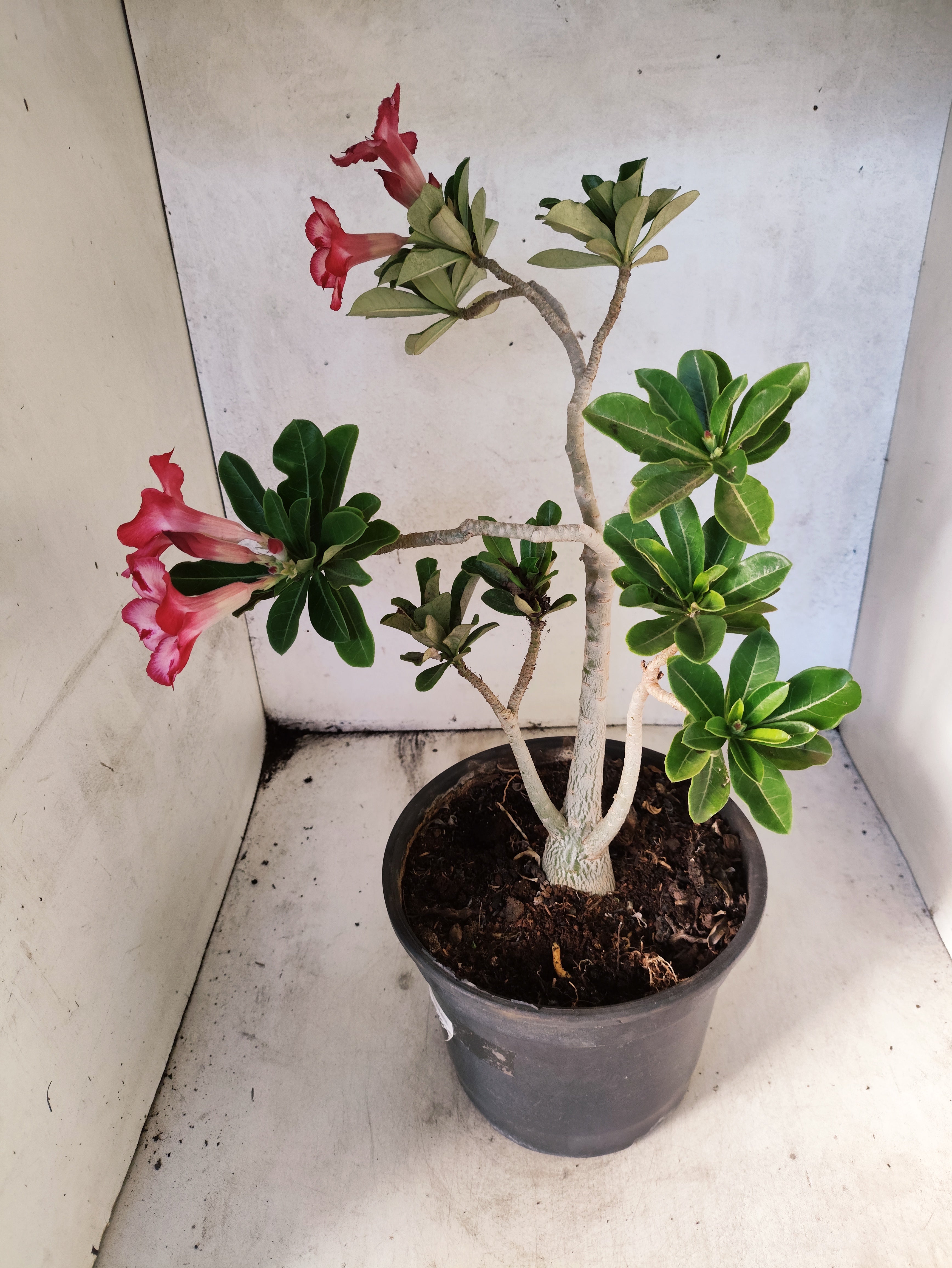 Planta Simples 3260 – 40cm – 03 anos