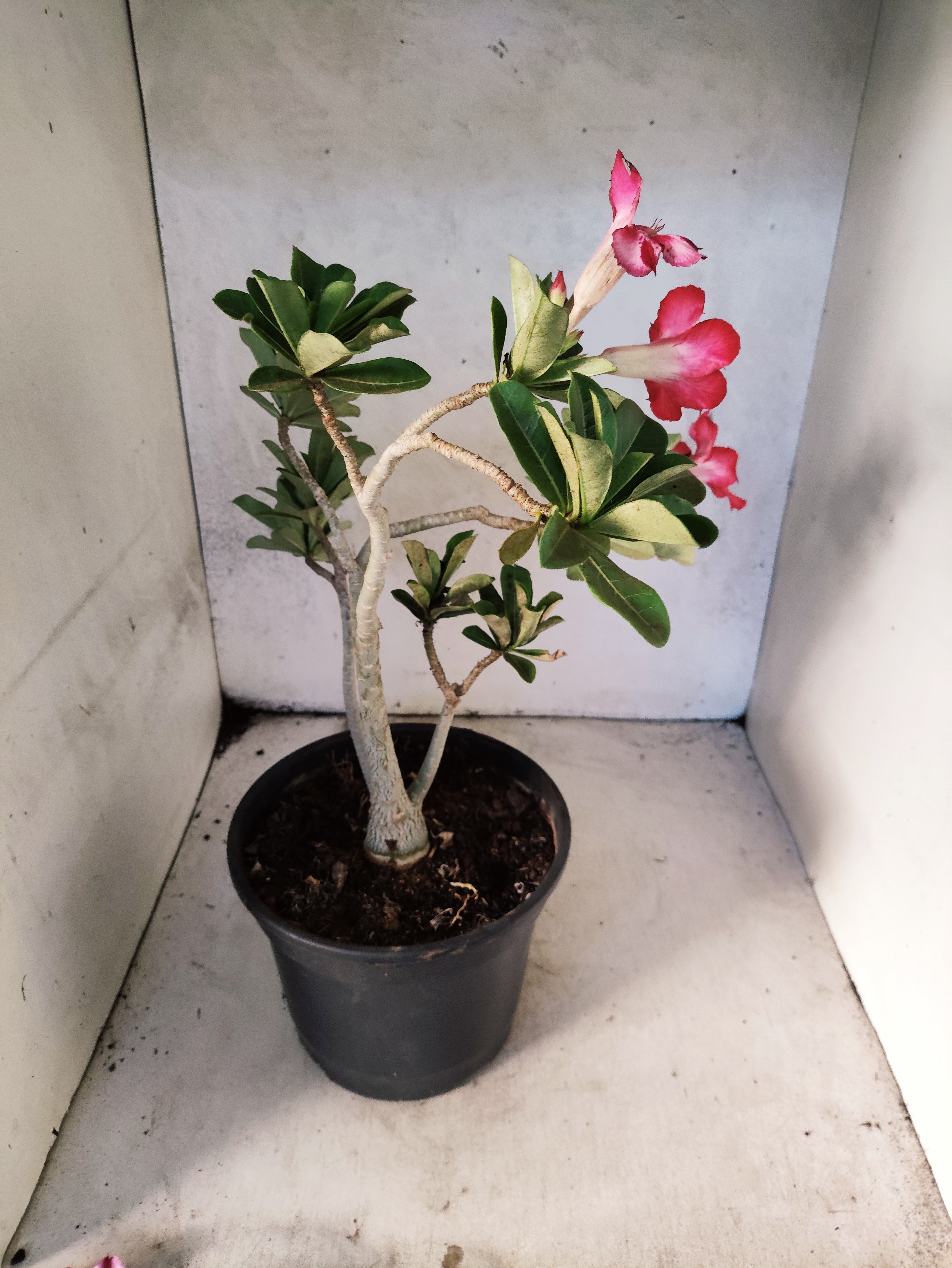 Planta Simples 3260 – 40cm – 03 anos