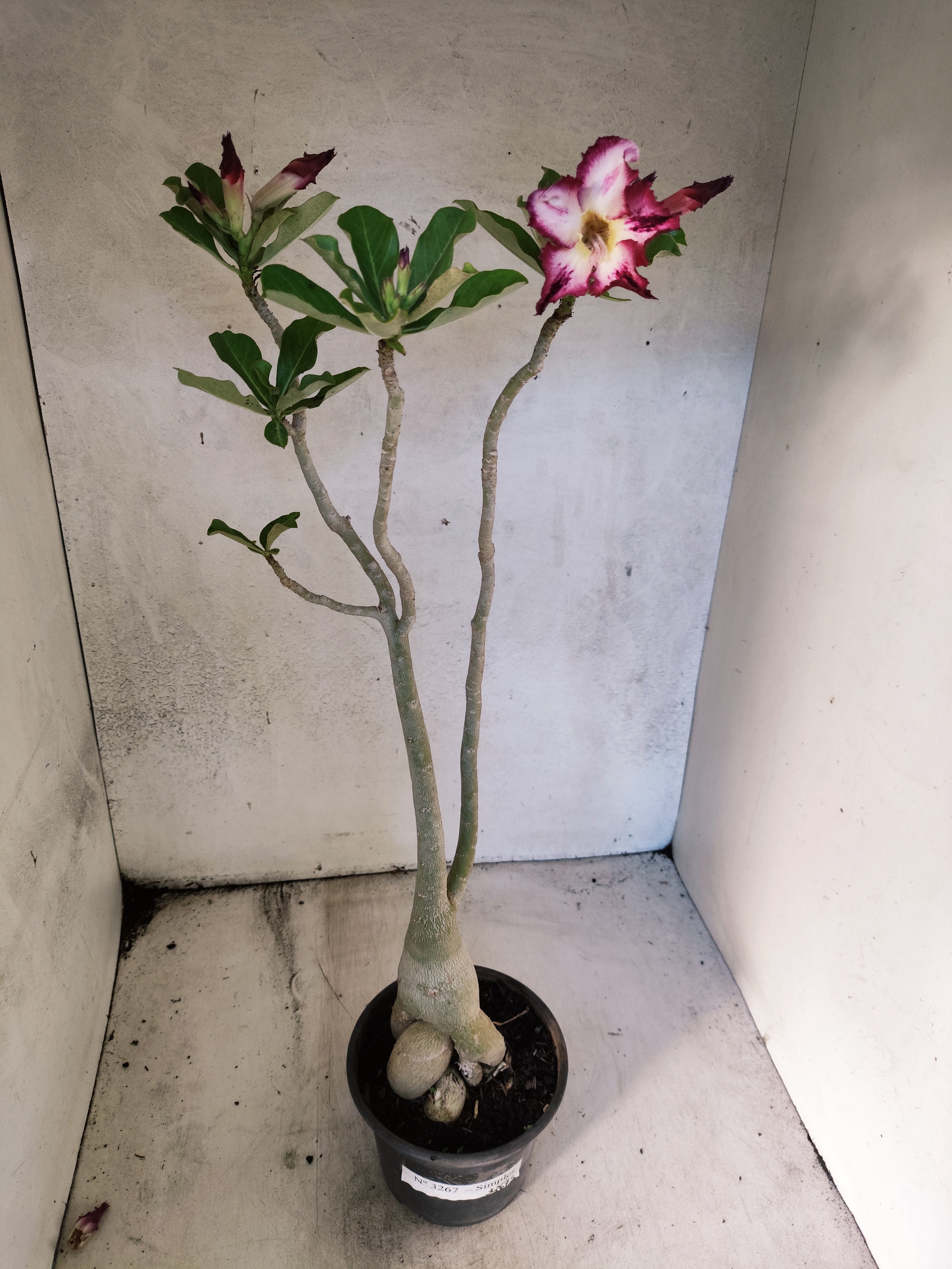 Planta Simples 3267 – 40cm – 03 anos