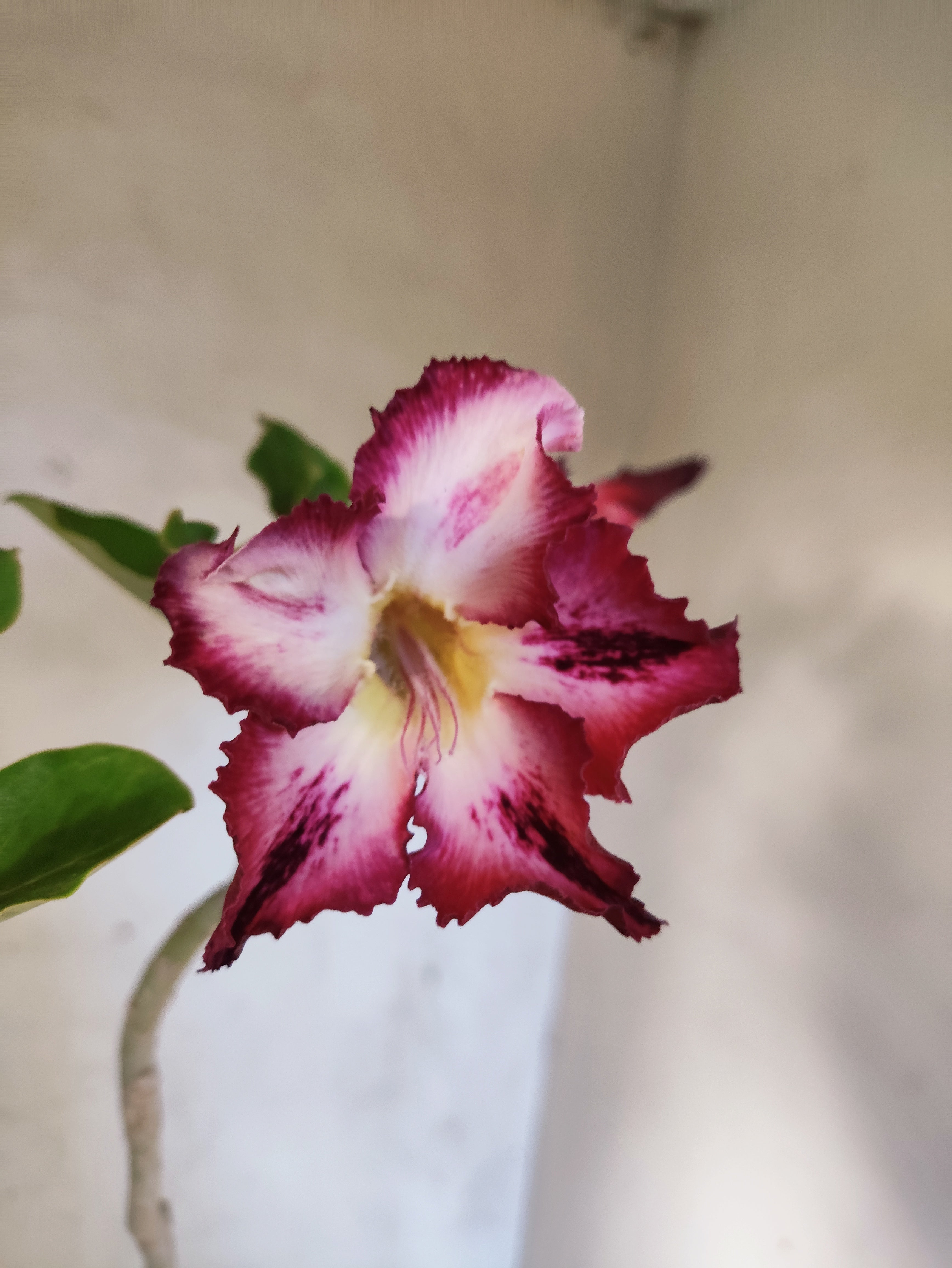 Planta Simples 3267 – 40cm – 03 anos