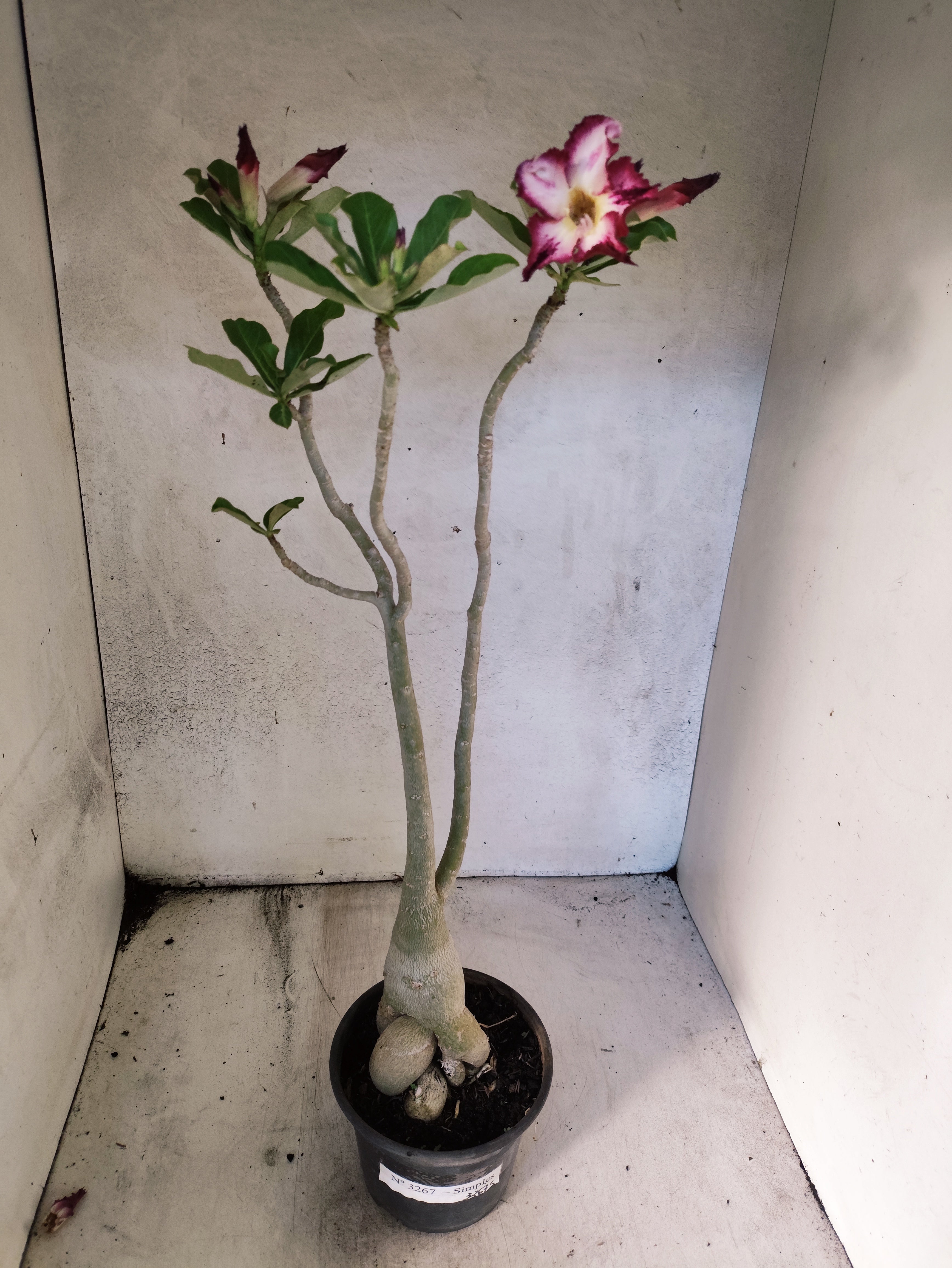 Planta Simples 3267 – 40cm – 03 anos