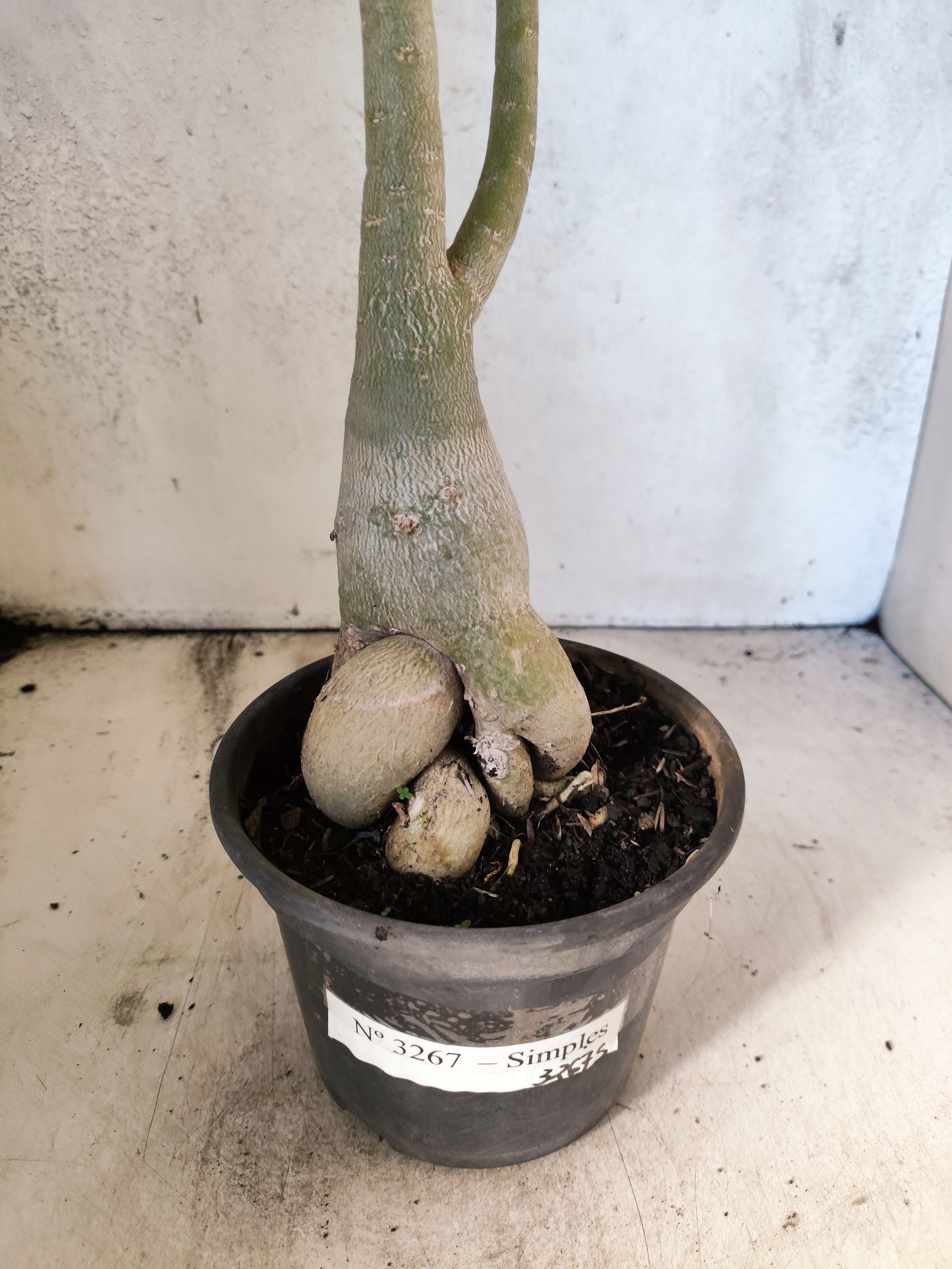Planta Simples 3267 – 40cm – 03 anos