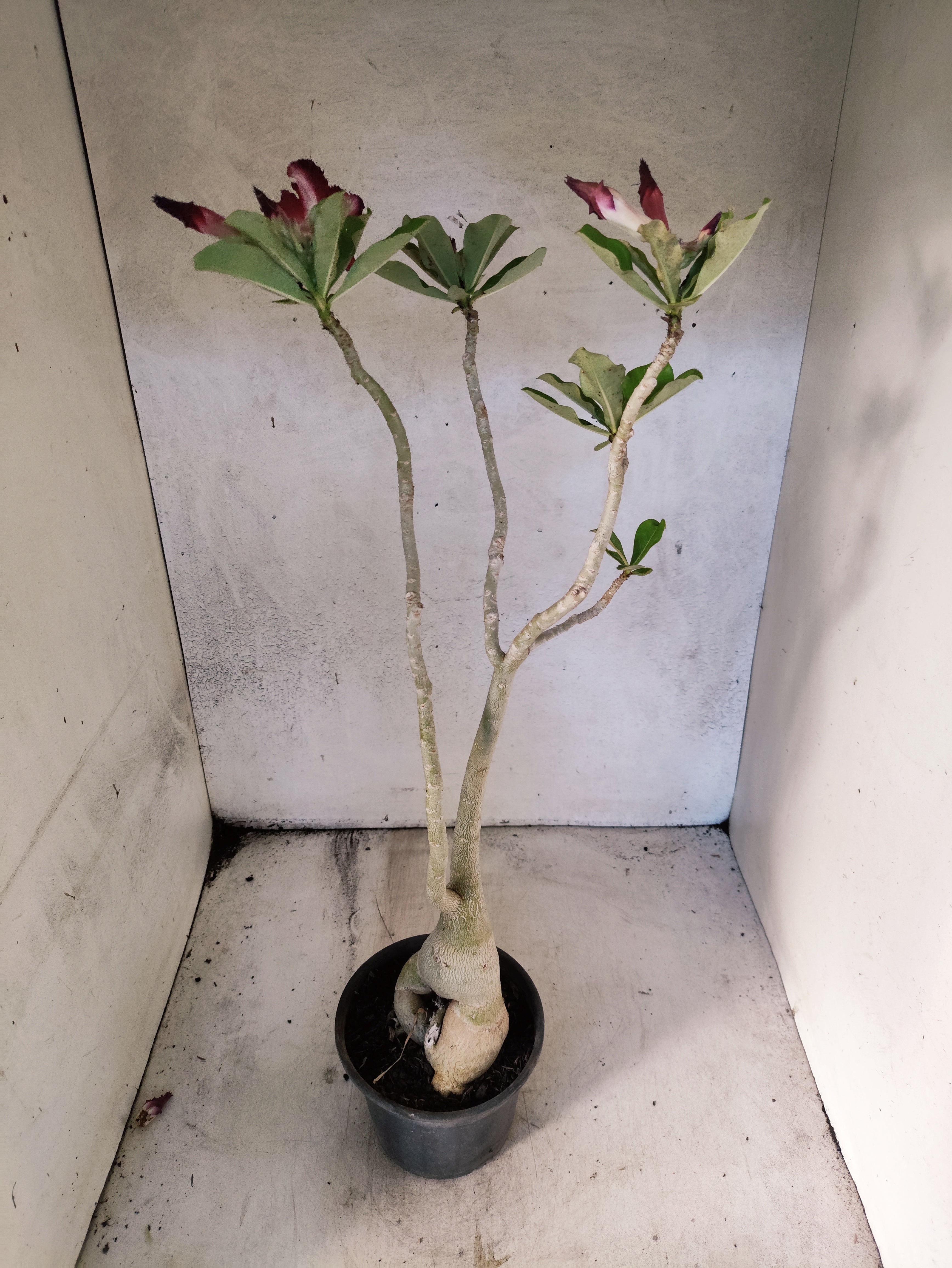 Planta Simples 3267 – 40cm – 03 anos