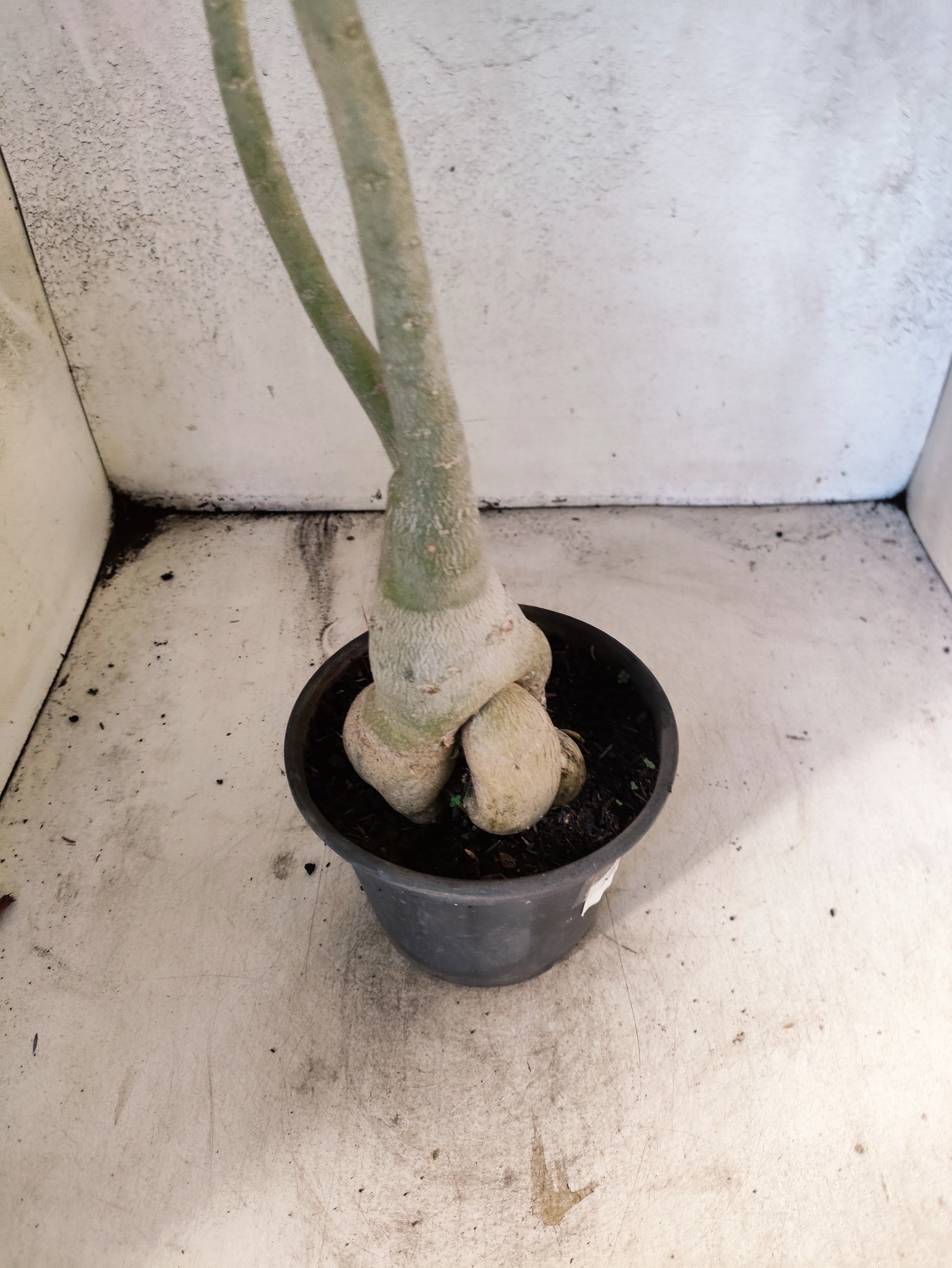 Planta Simples 3267 – 40cm – 03 anos
